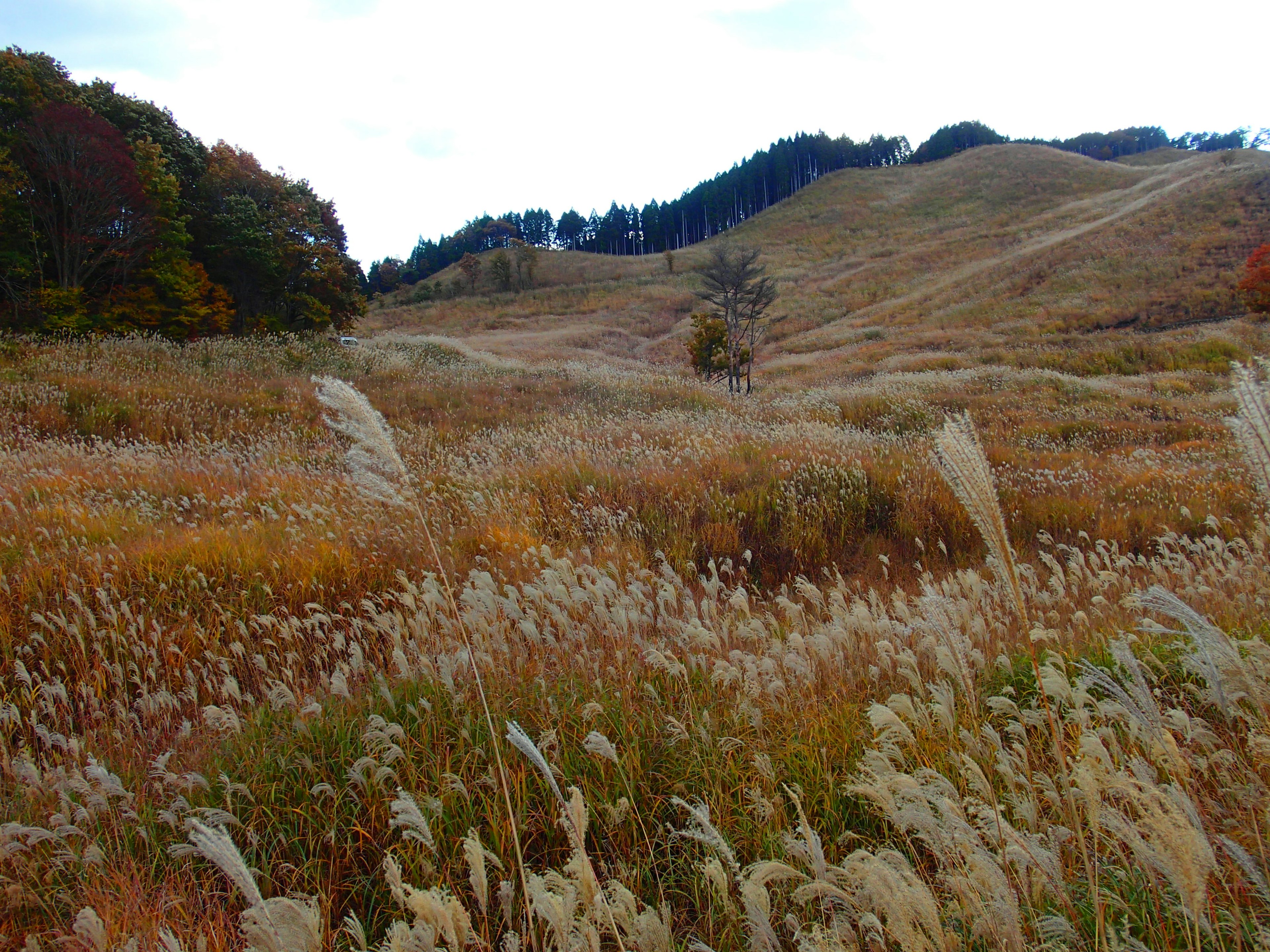 Herbstlandschaft mit hohem Gras und buntem Laub