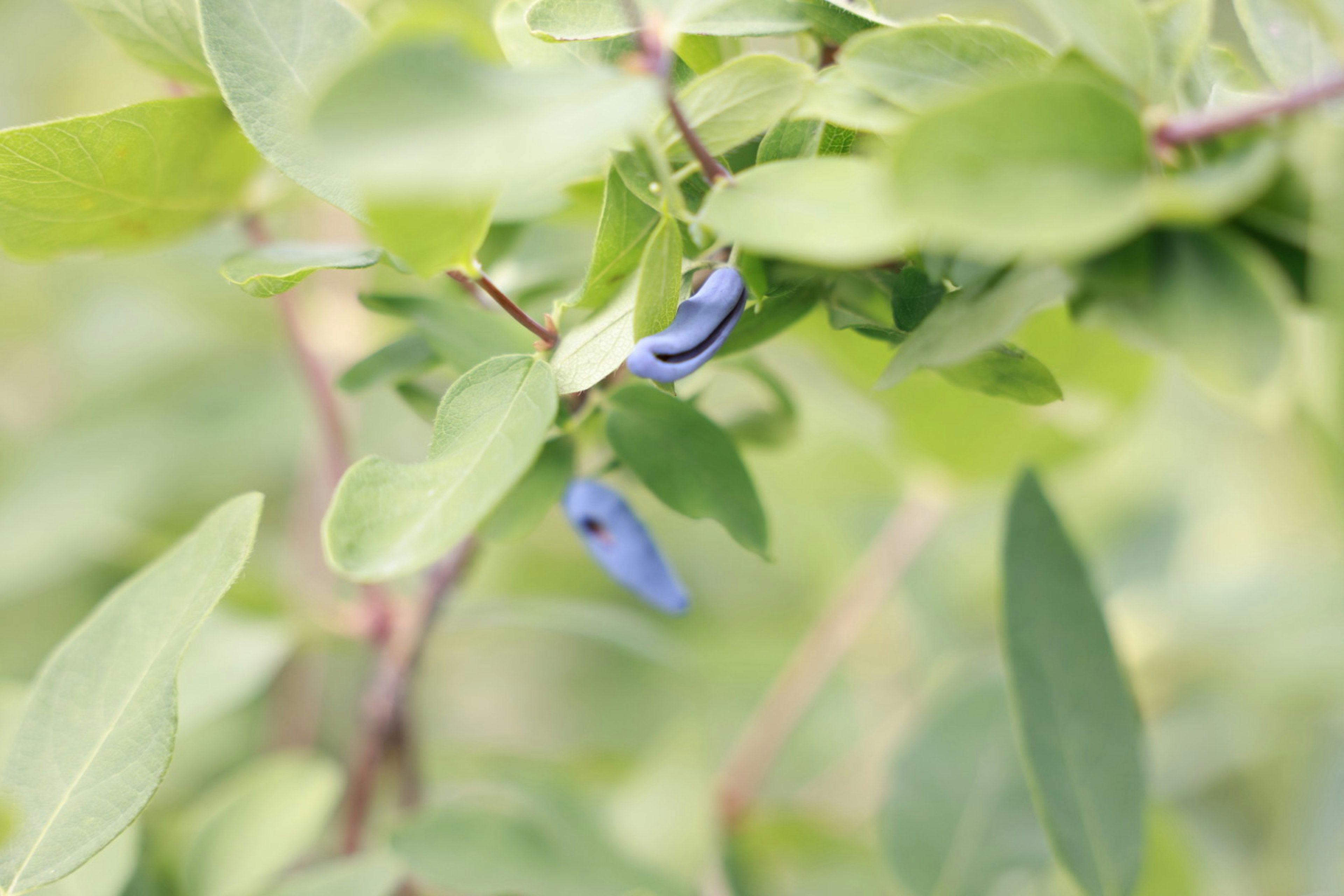 青い果実が葉の間に見える植物のクローズアップ