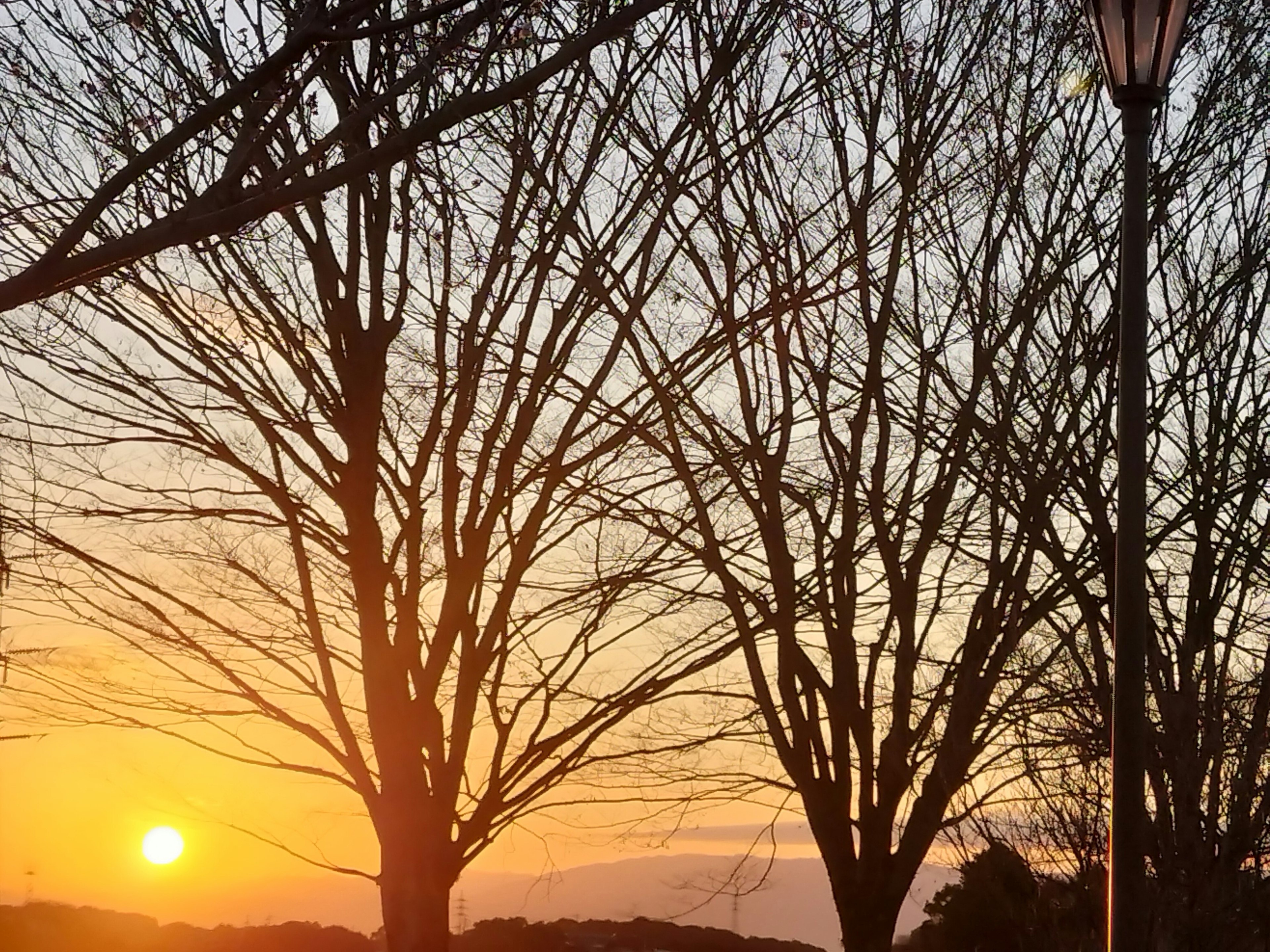 Vista del tramonto con alberi spogli e un lampione