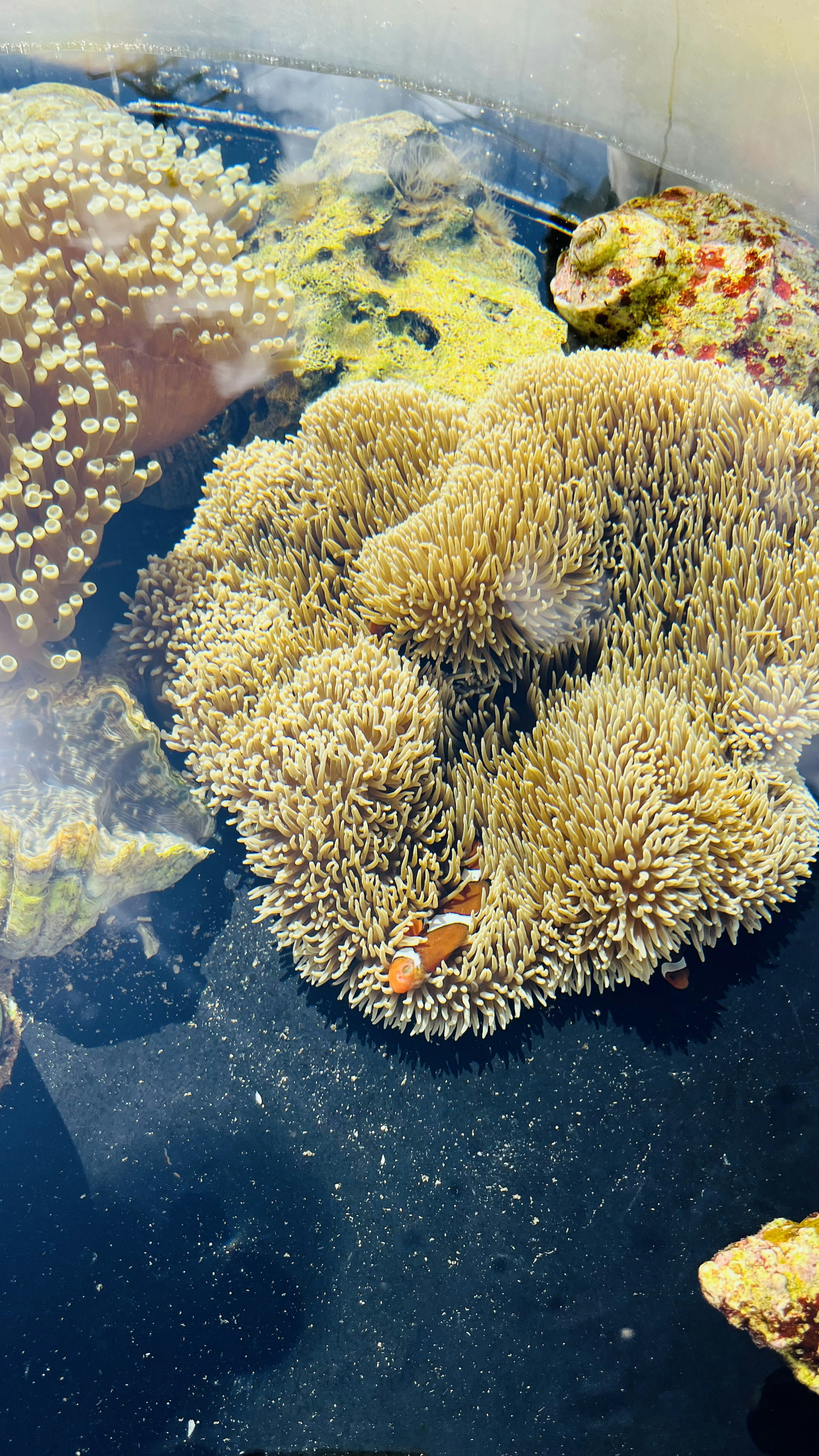 Una escena vibrante de acuario con corales coloridos y un pequeño pez payaso conviviendo