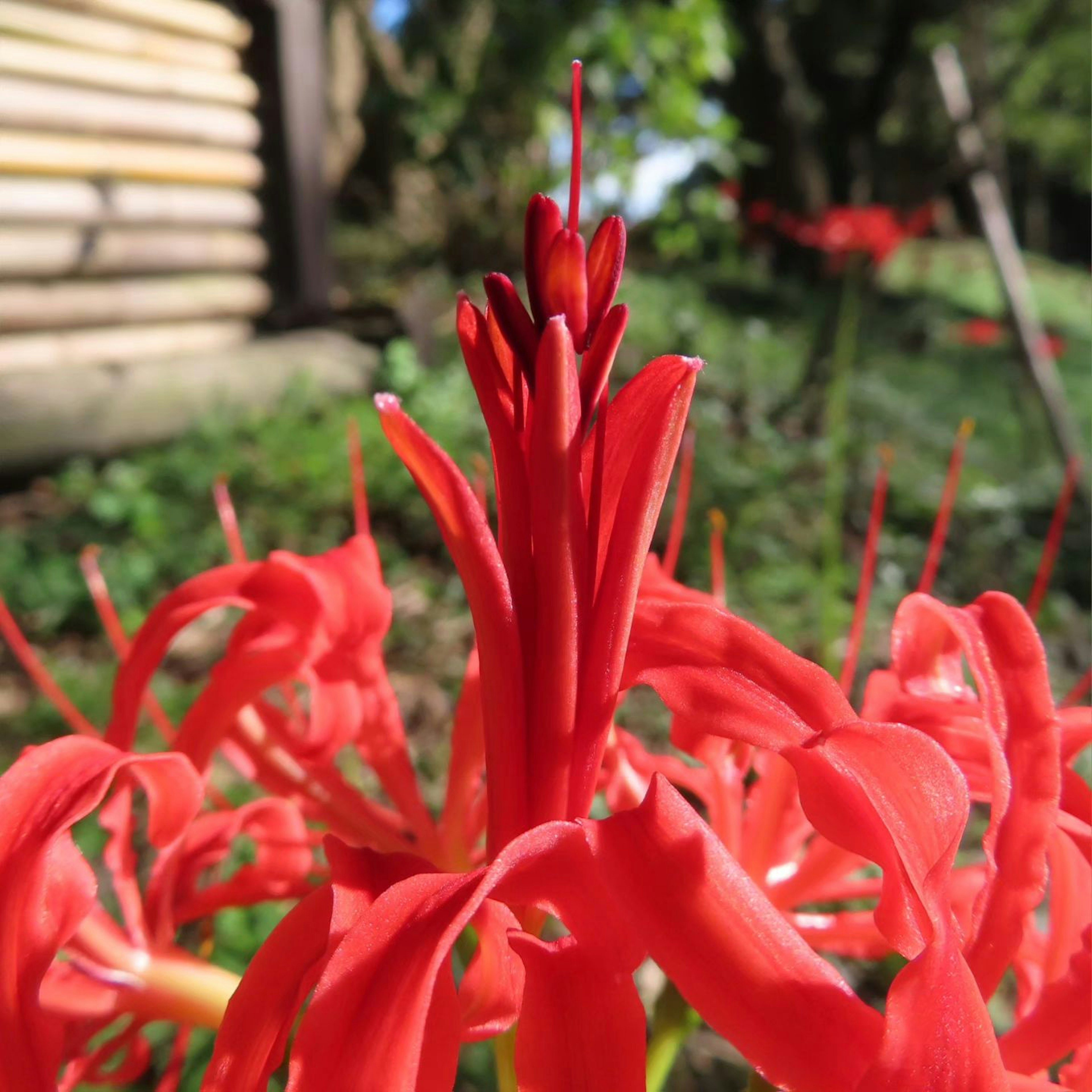 鲜艳的红色花朵特写，长花瓣和背景中的绿色叶子