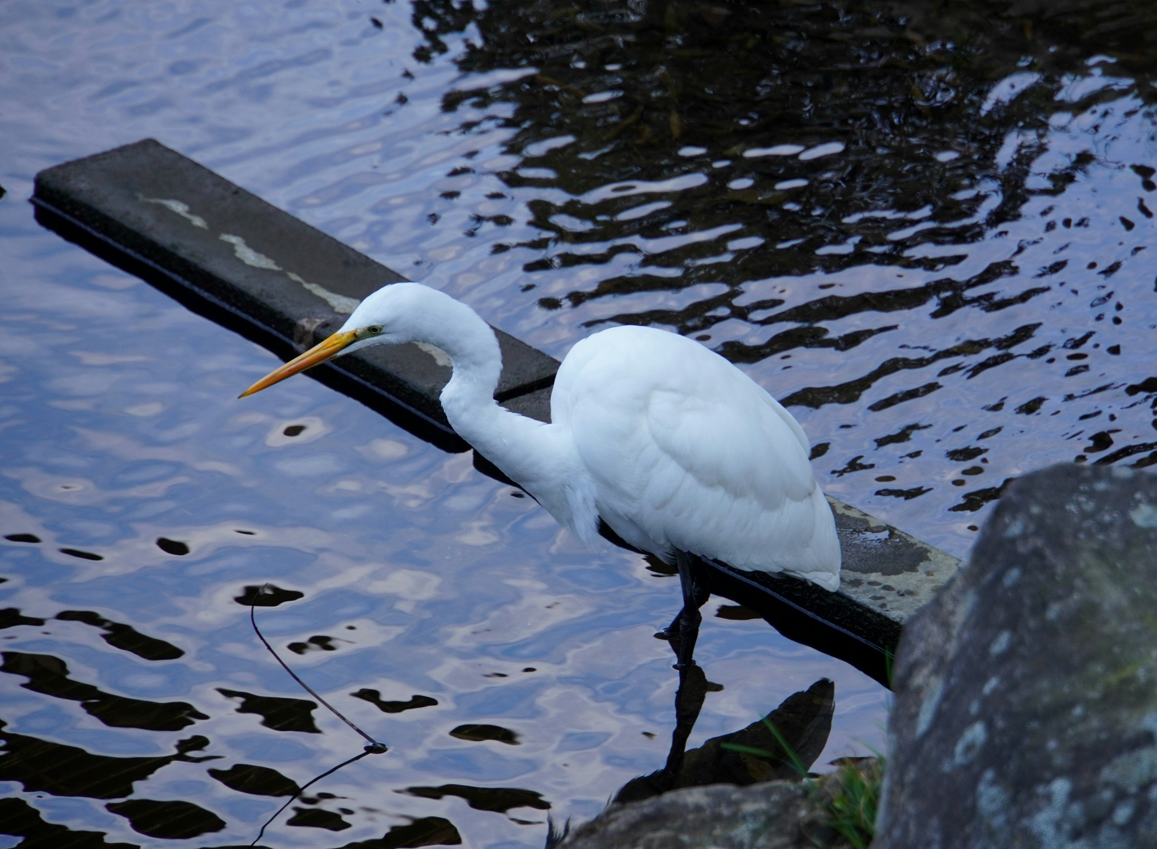 Ein weißer Reiher steht am Wasser