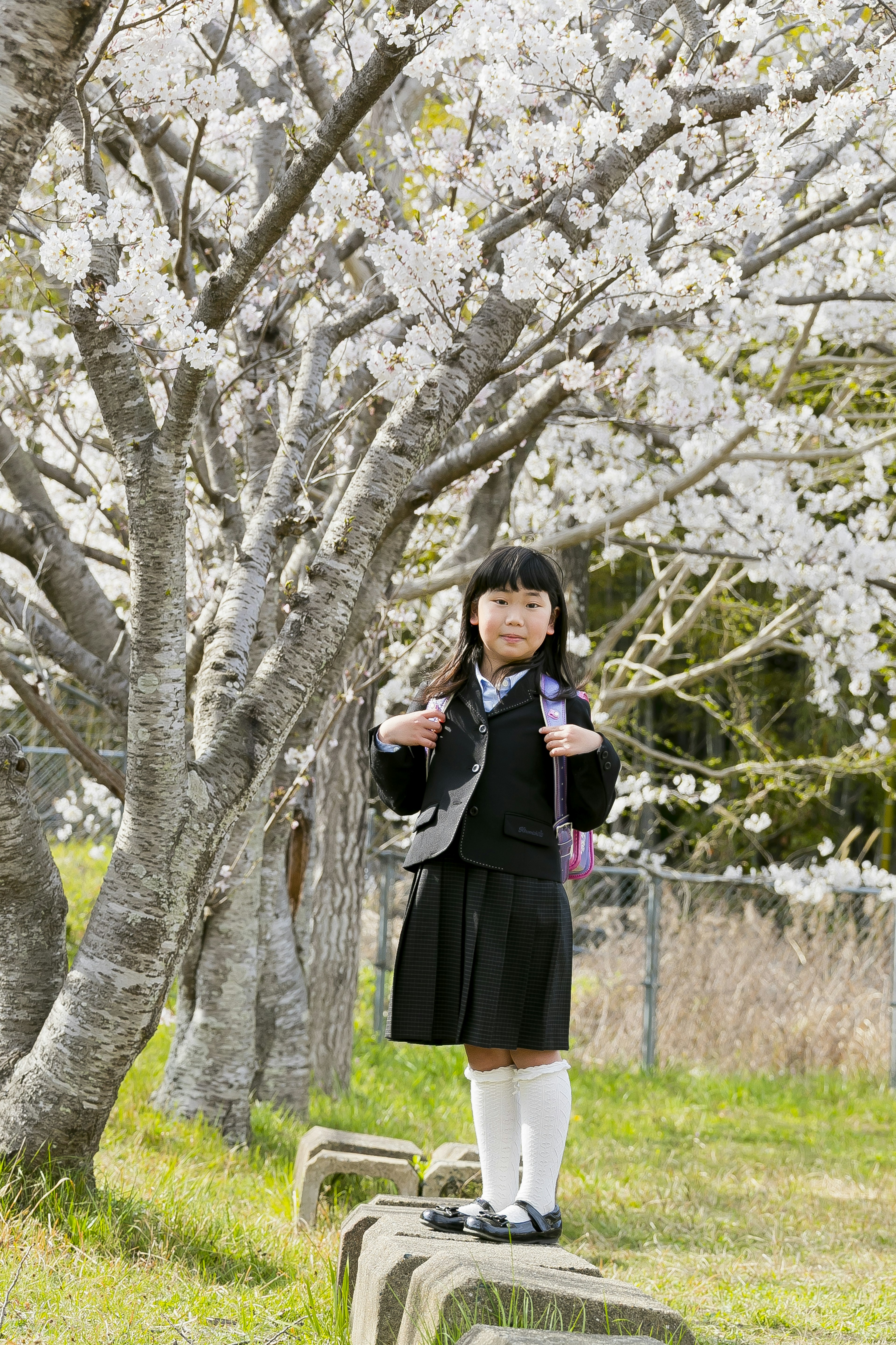 Niña de pie bajo los cerezos en flor, vestida con uniforme negro y calcetas blancas, paisaje de primavera