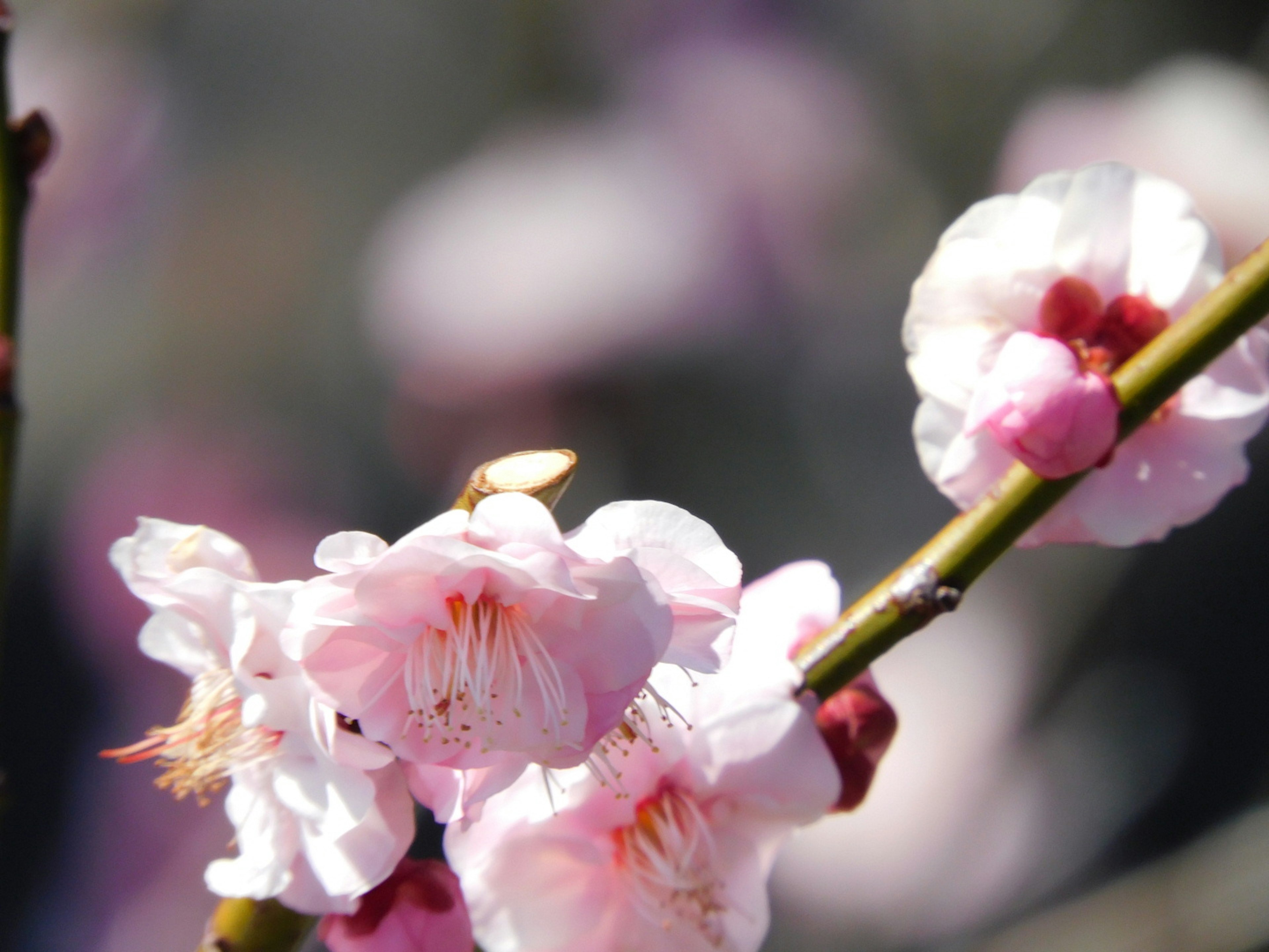 Close-up of cherry blossom branches with delicate pink flowers and buds