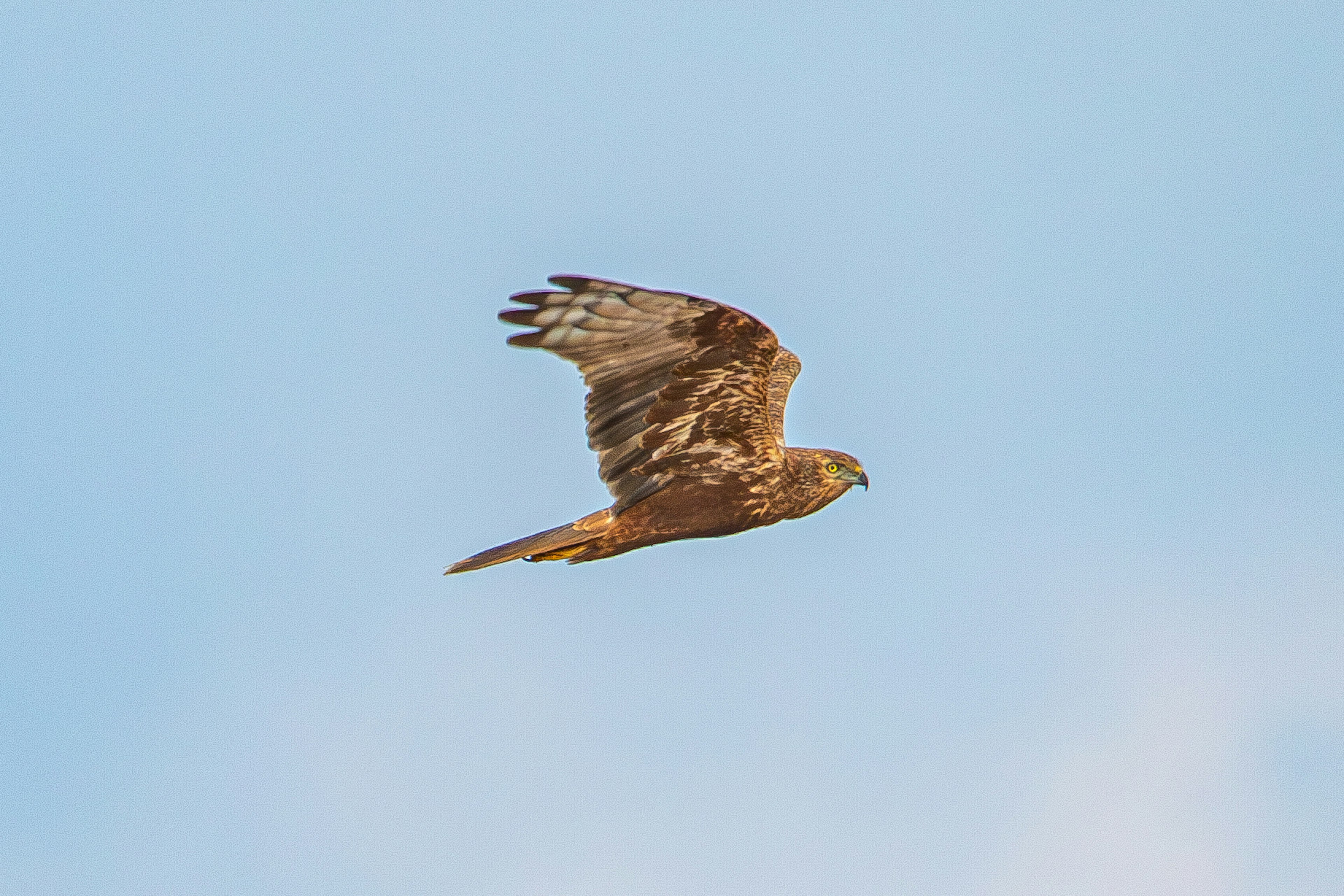 A brown bird flying in the blue sky