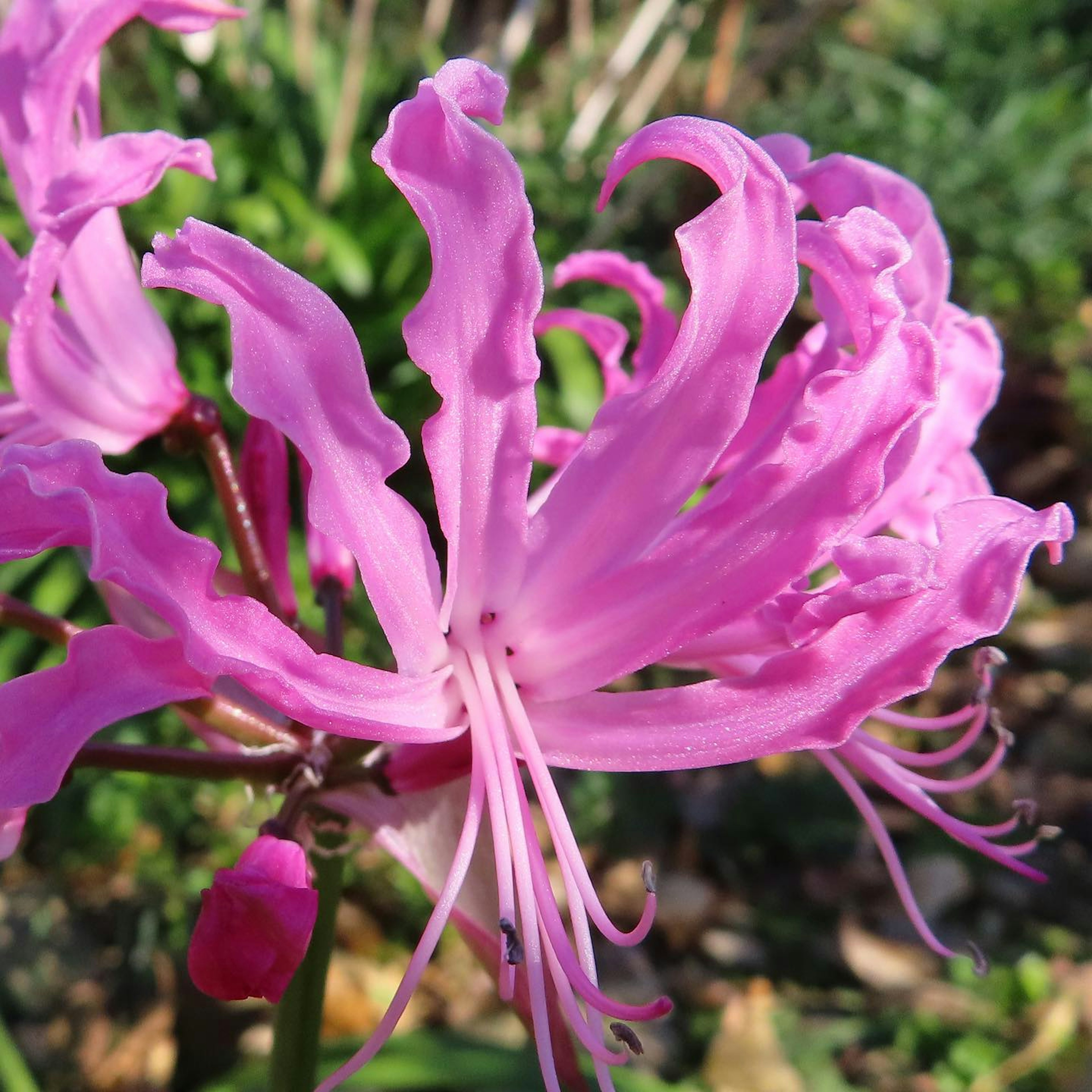 Close-up bunga pink cerah dengan kelopak unik bergelombang