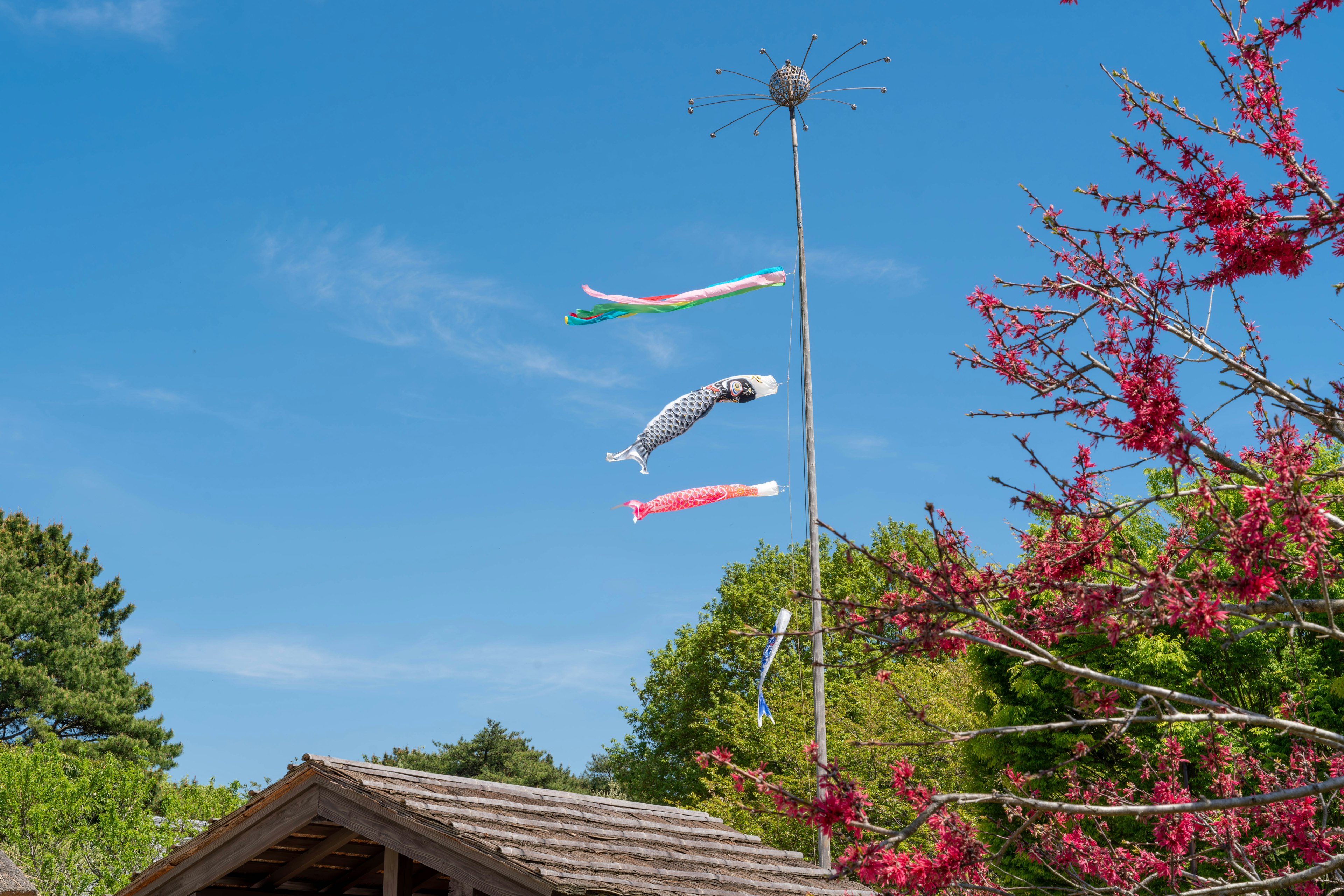 Koinobori yang berkibar di bawah langit biru dengan pohon berbunga