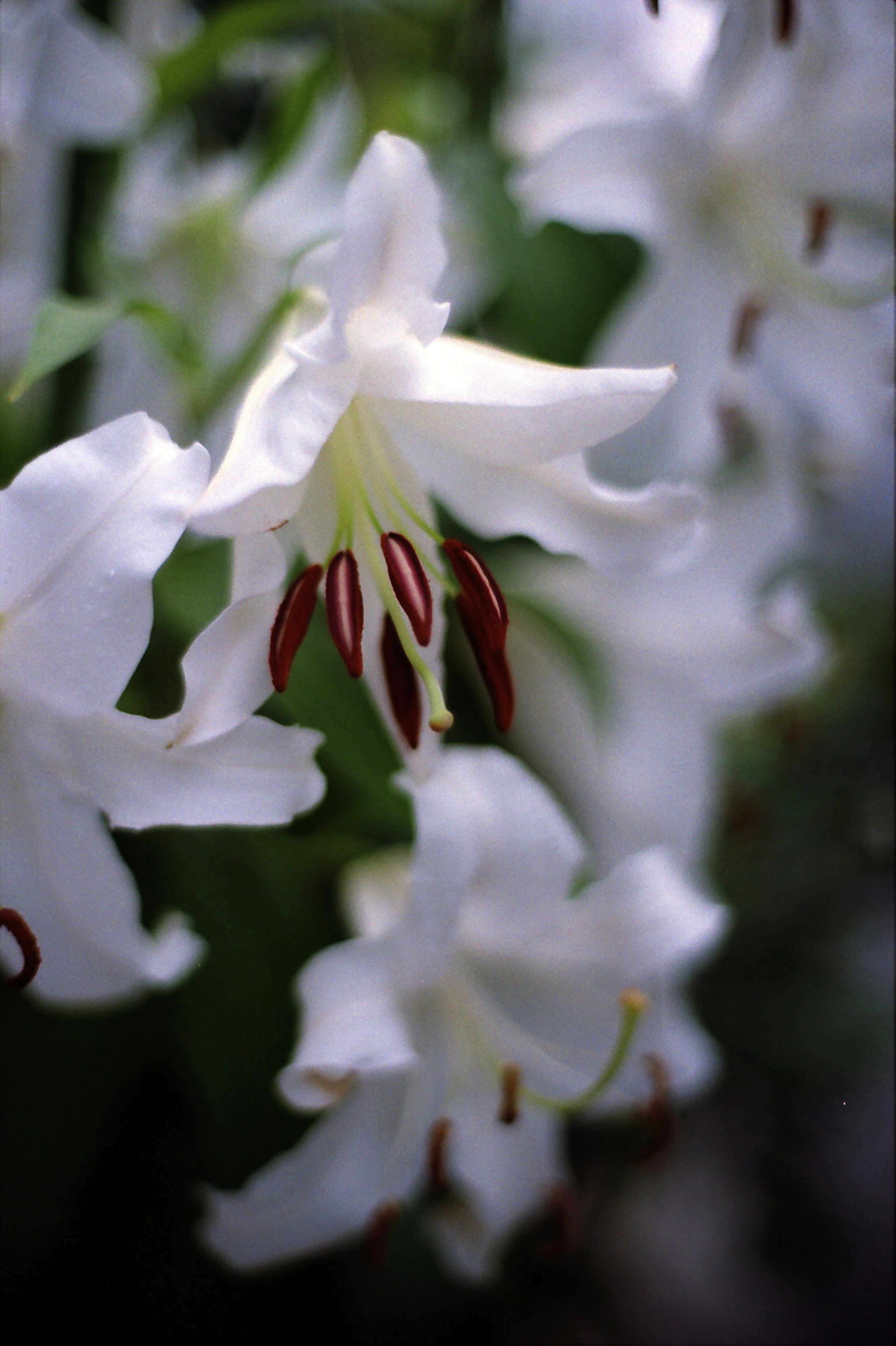 Nahaufnahme von weißen Blumen mit roten Staubblättern