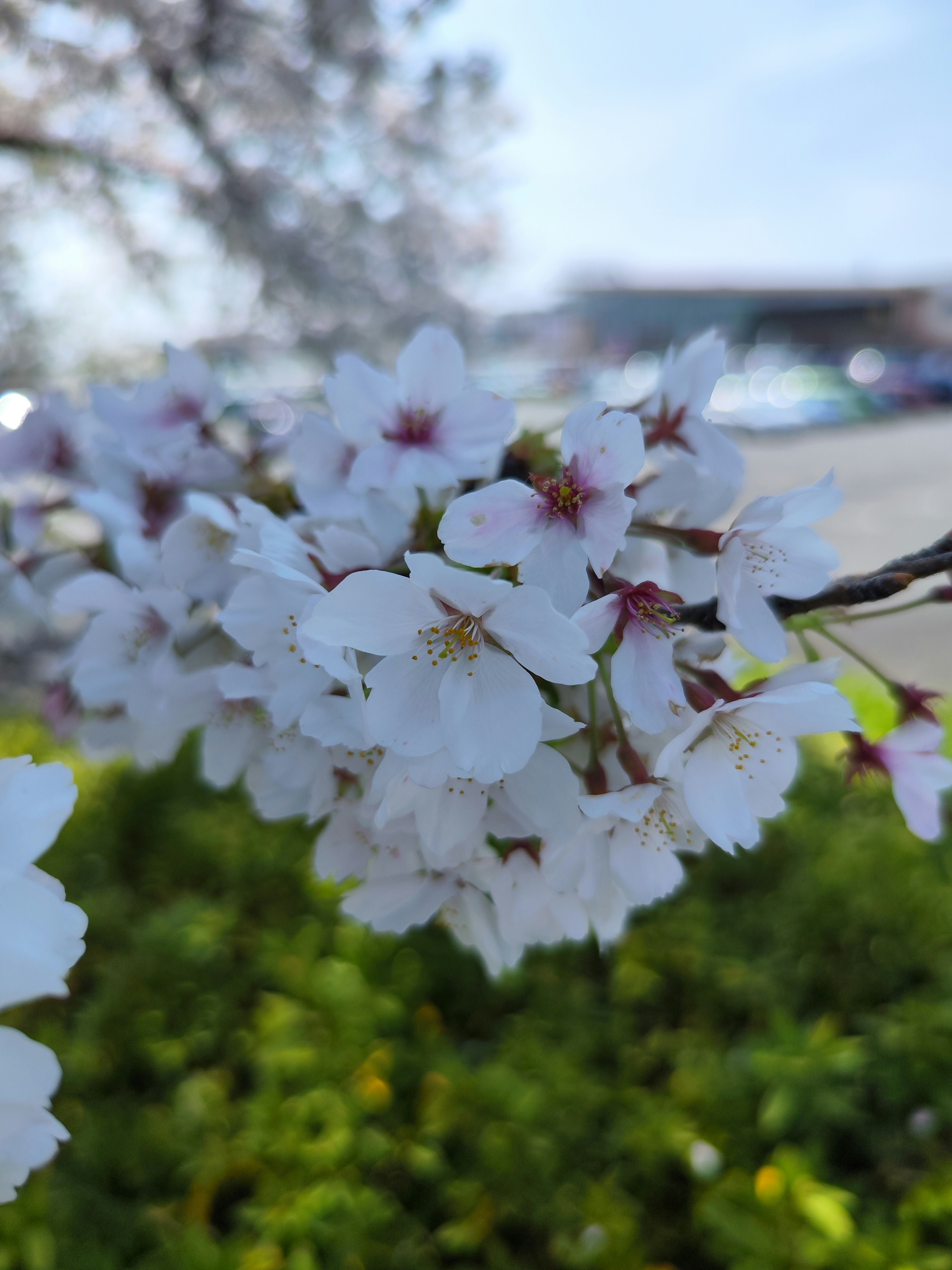 Close-up of cherry blossom white flowers on a branch