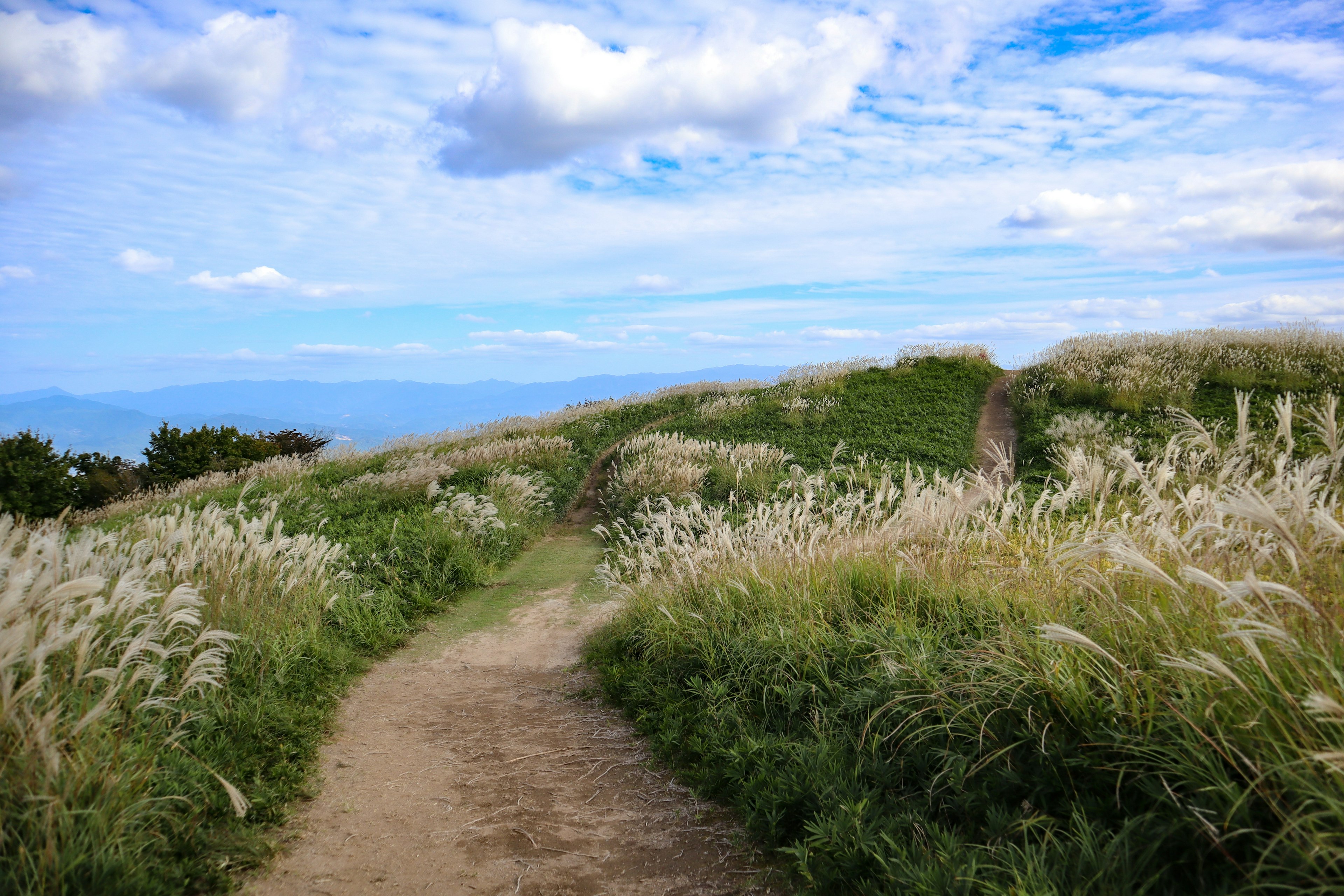 Pathway through lush grassland under a blue sky