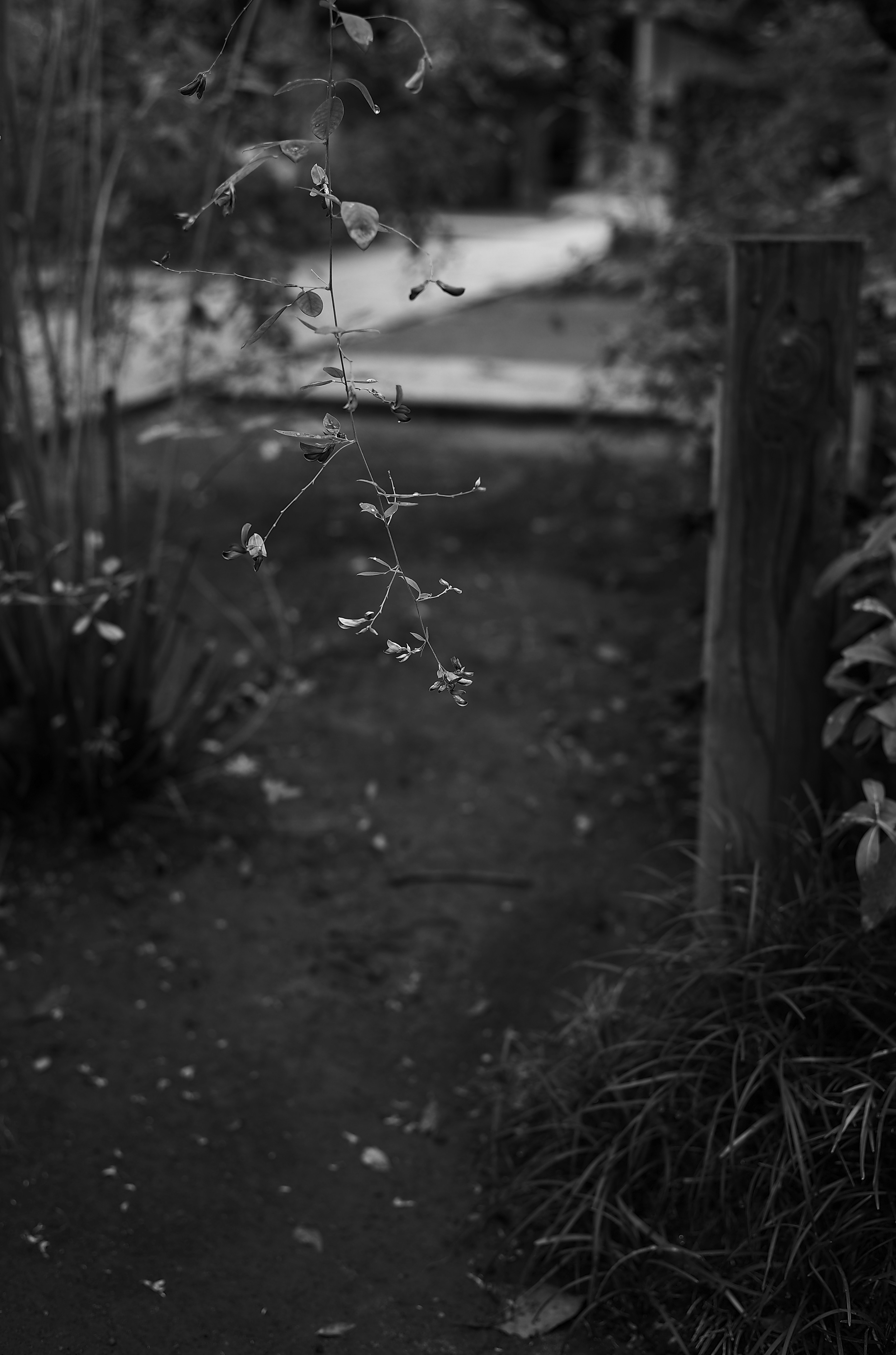 Sentier serein en noir et blanc entouré de plantes