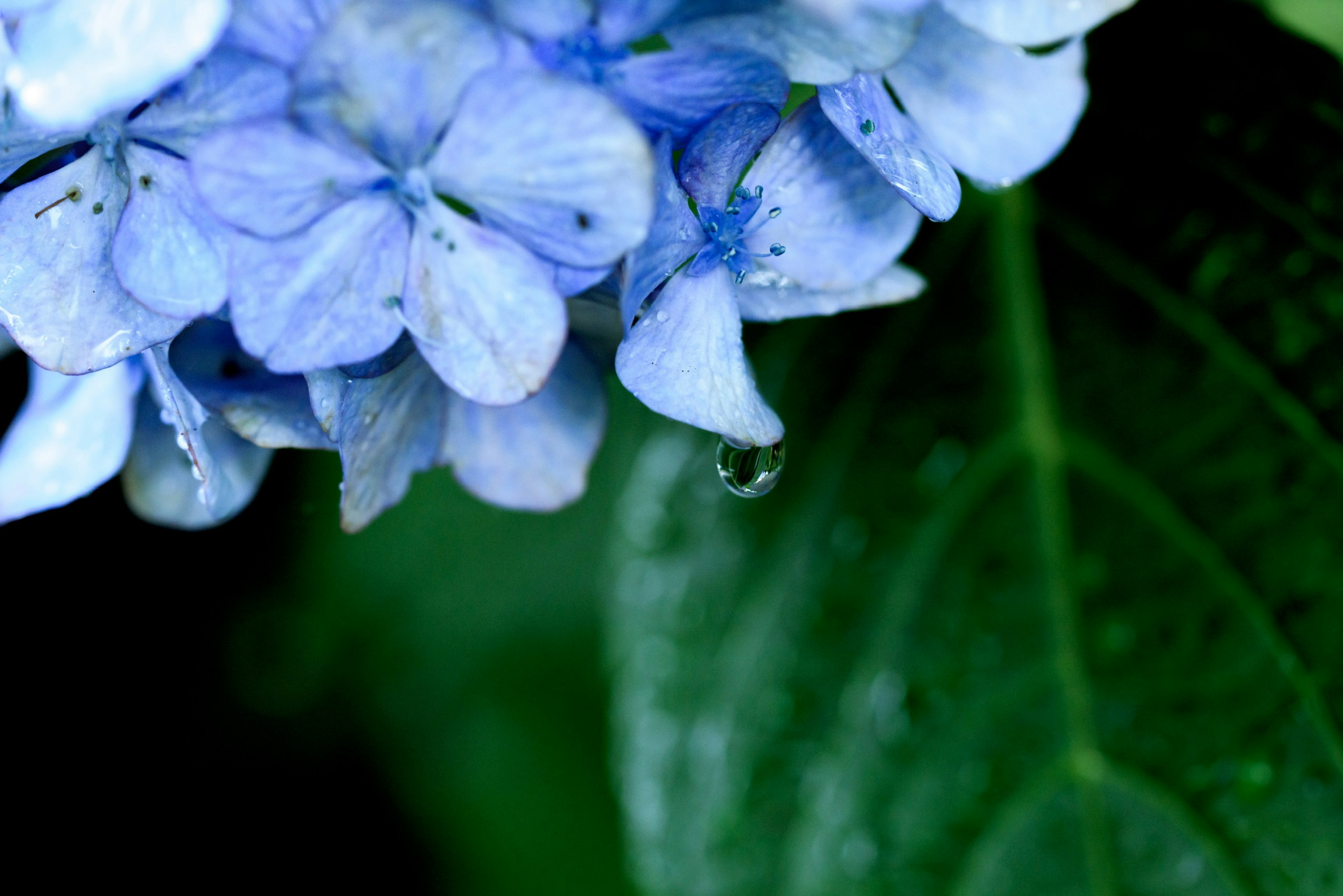 Close-up of blue hydrangea flowers with green leaves