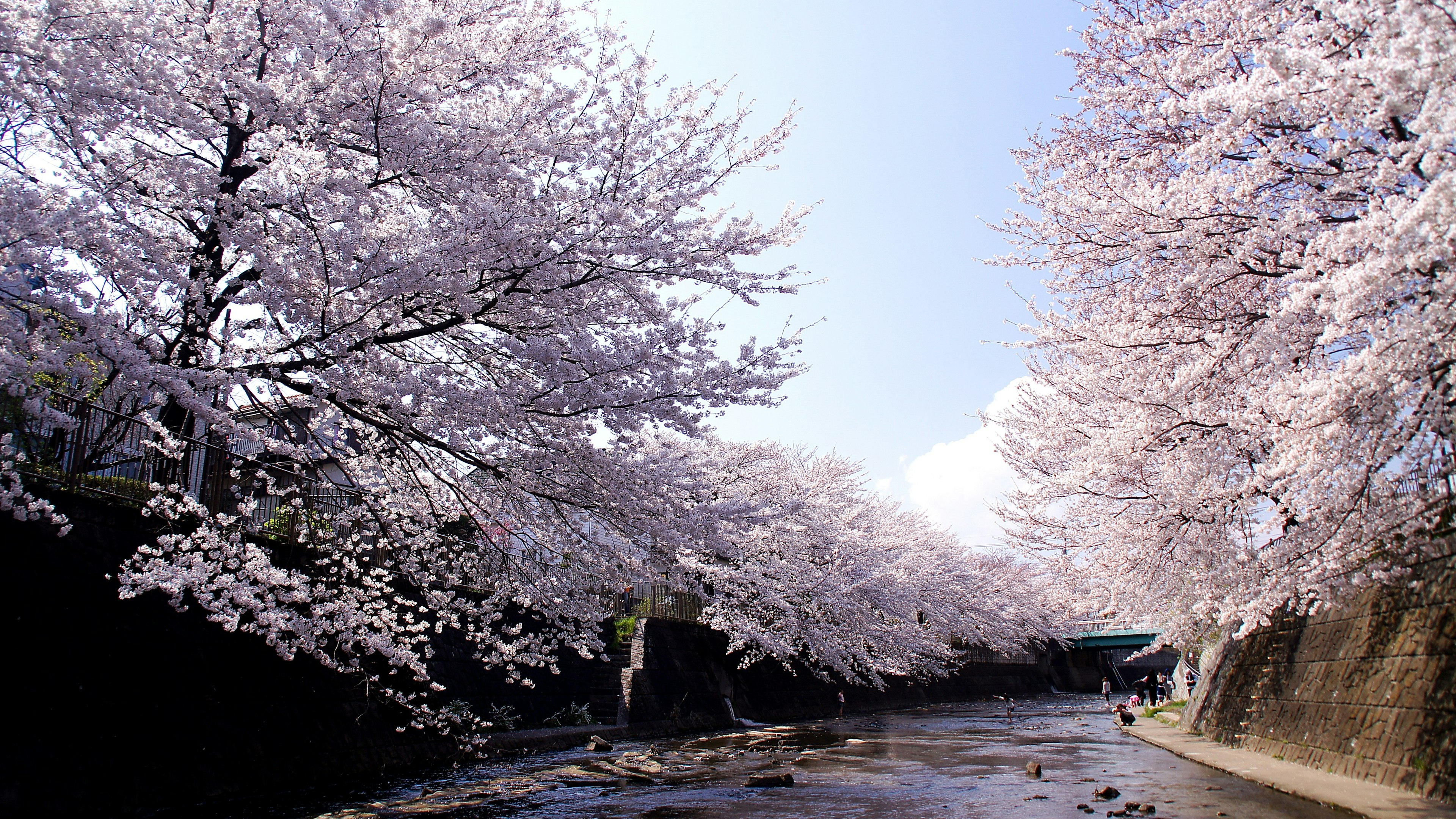 Vista escénica de cerezos en flor a lo largo de un río