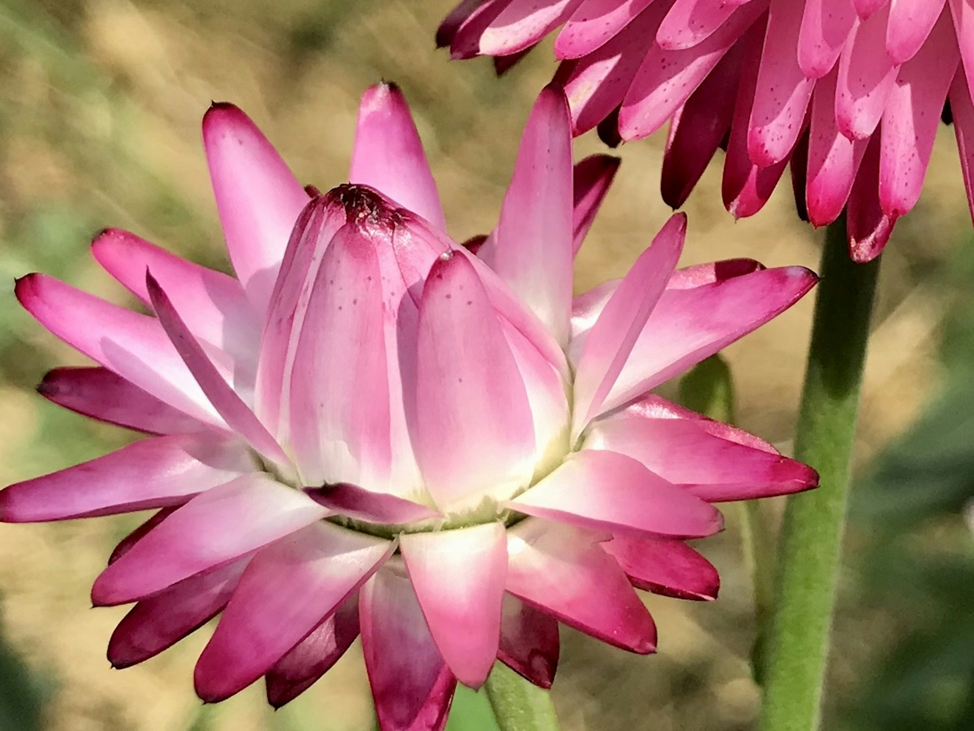 Vibrant pink flower with green stems