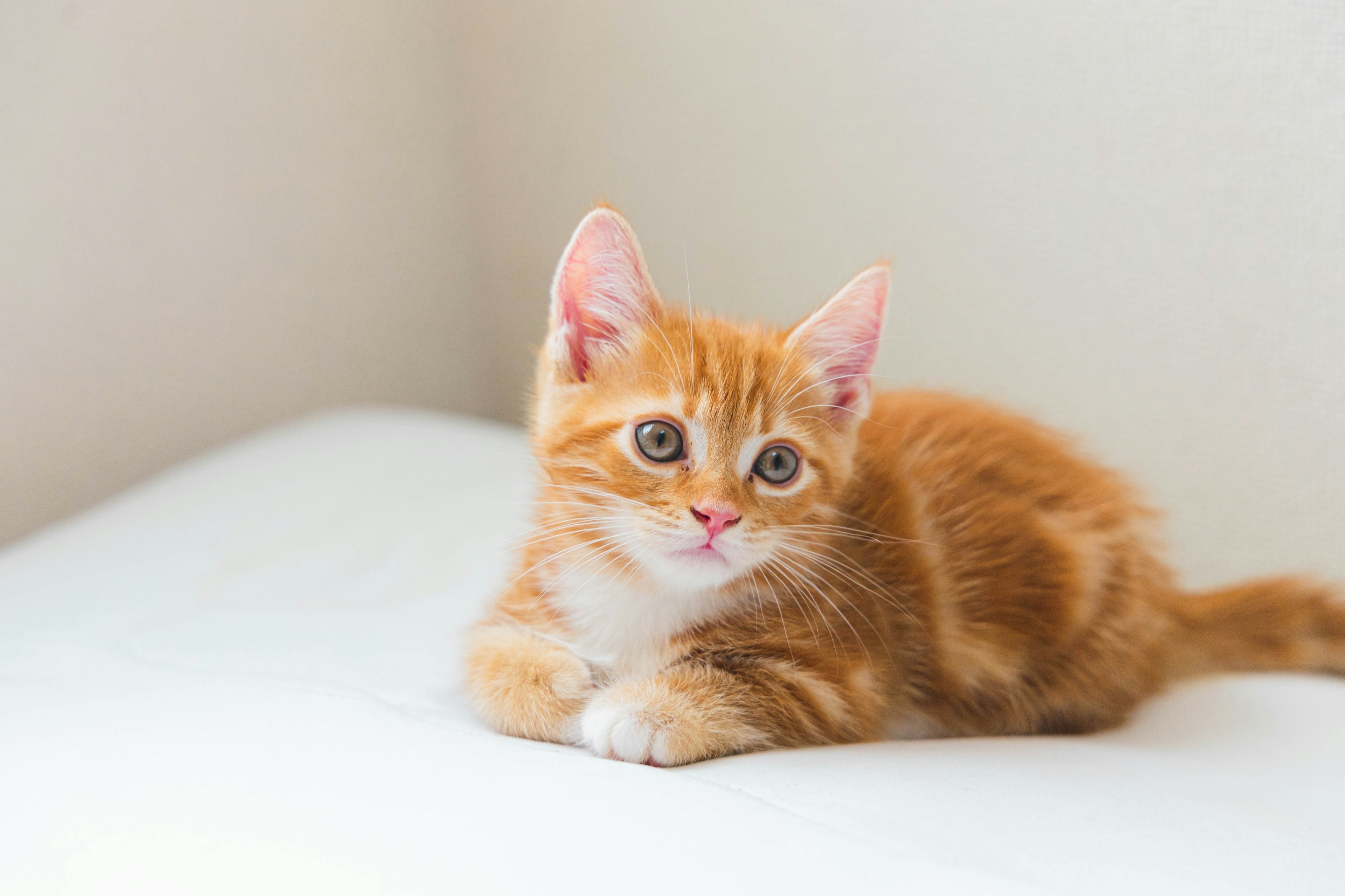 Chaton orange allongé sur une surface blanche