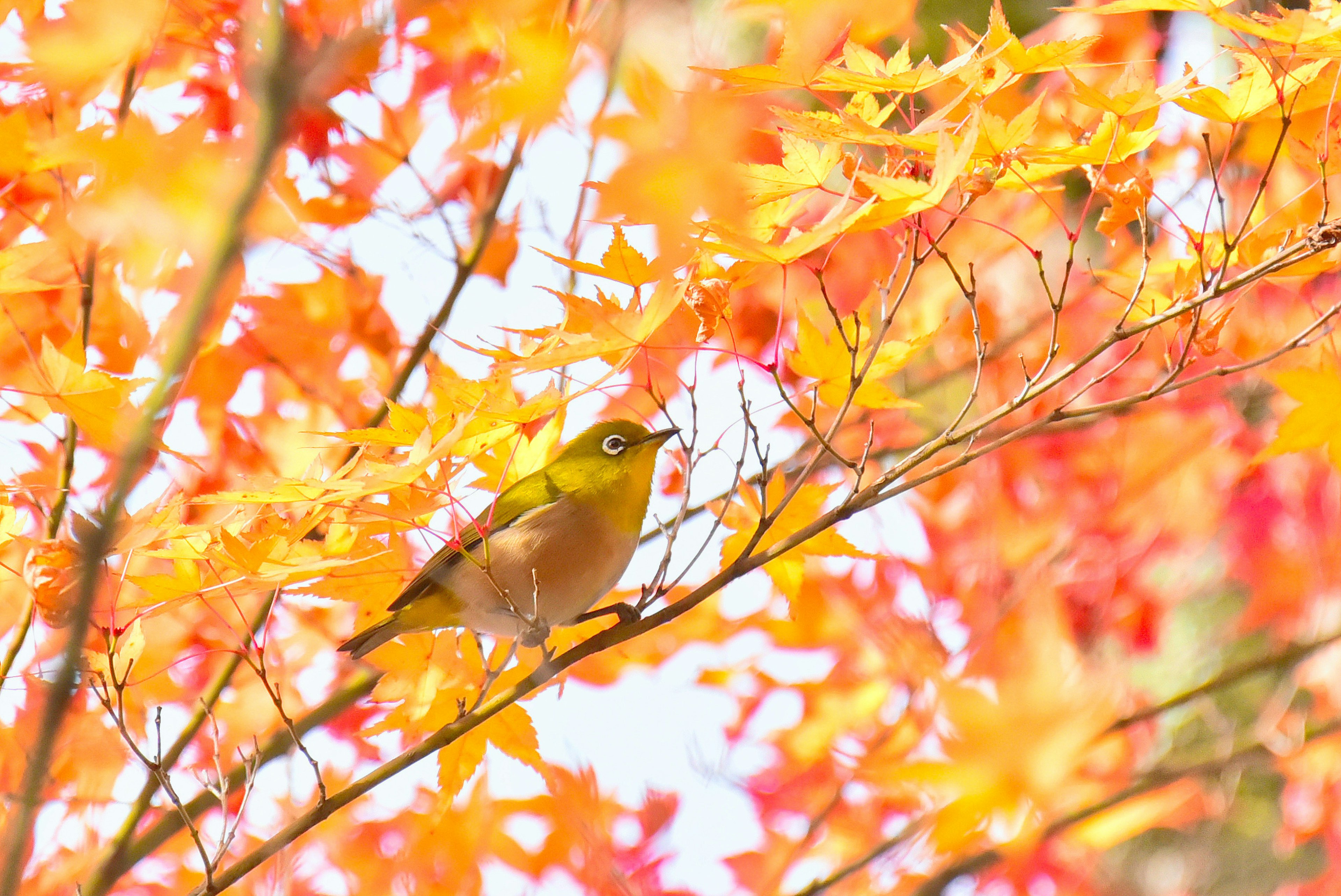 Ein kleiner Vogel, der zwischen lebhaften Herbstblättern sitzt