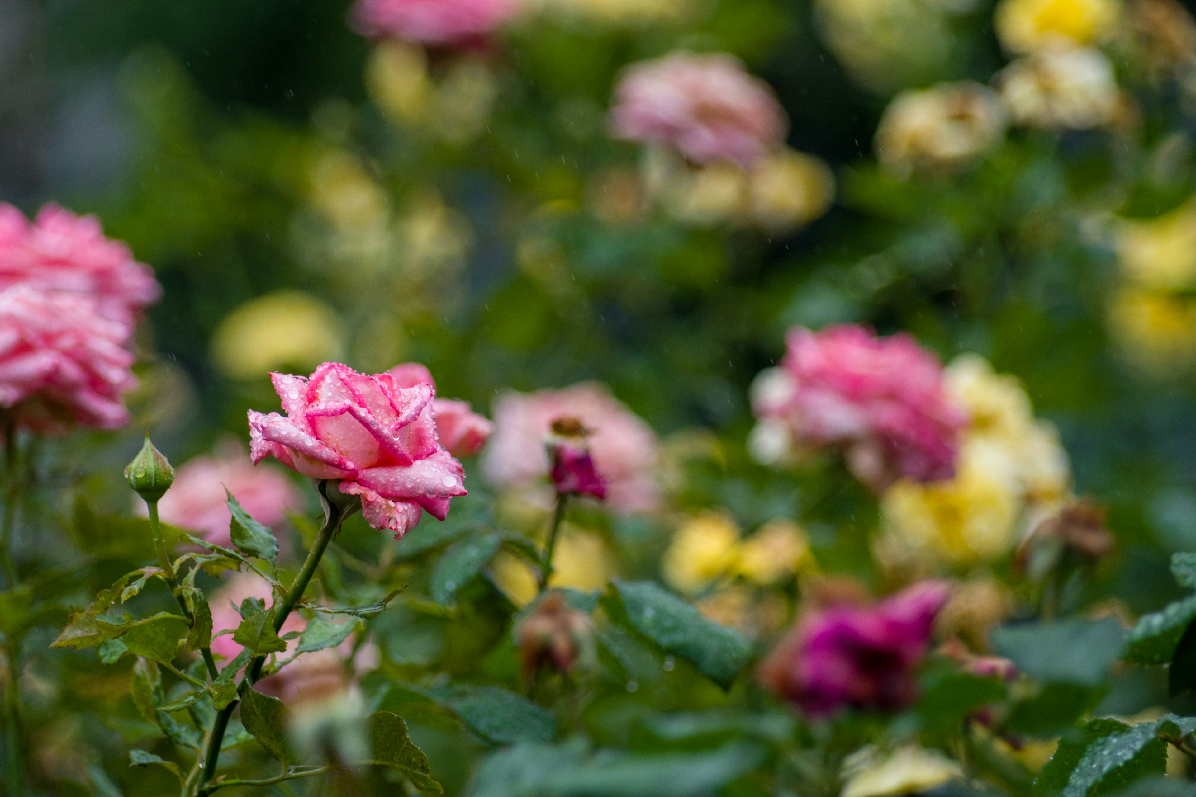 Bunte Rosen blühen in einem Garten