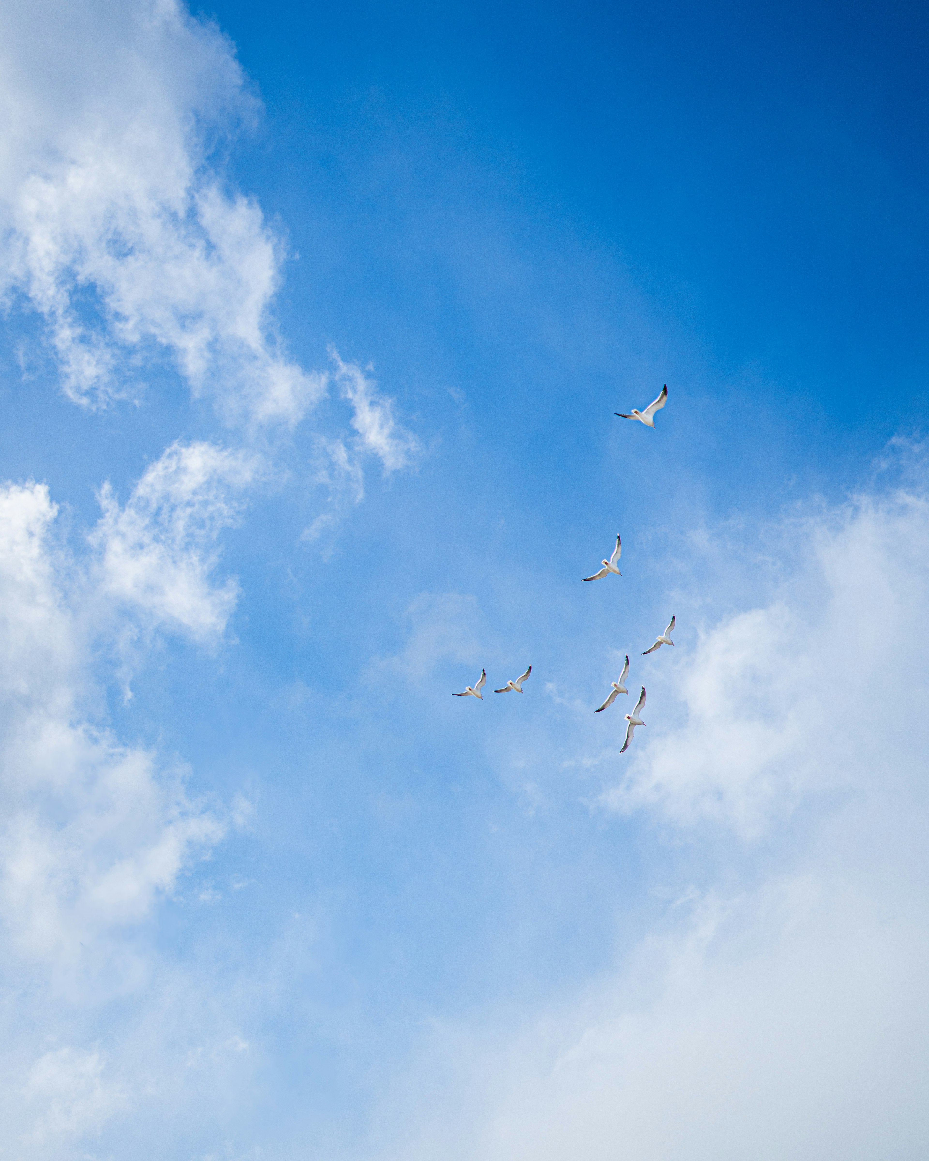 White birds flying in a blue sky