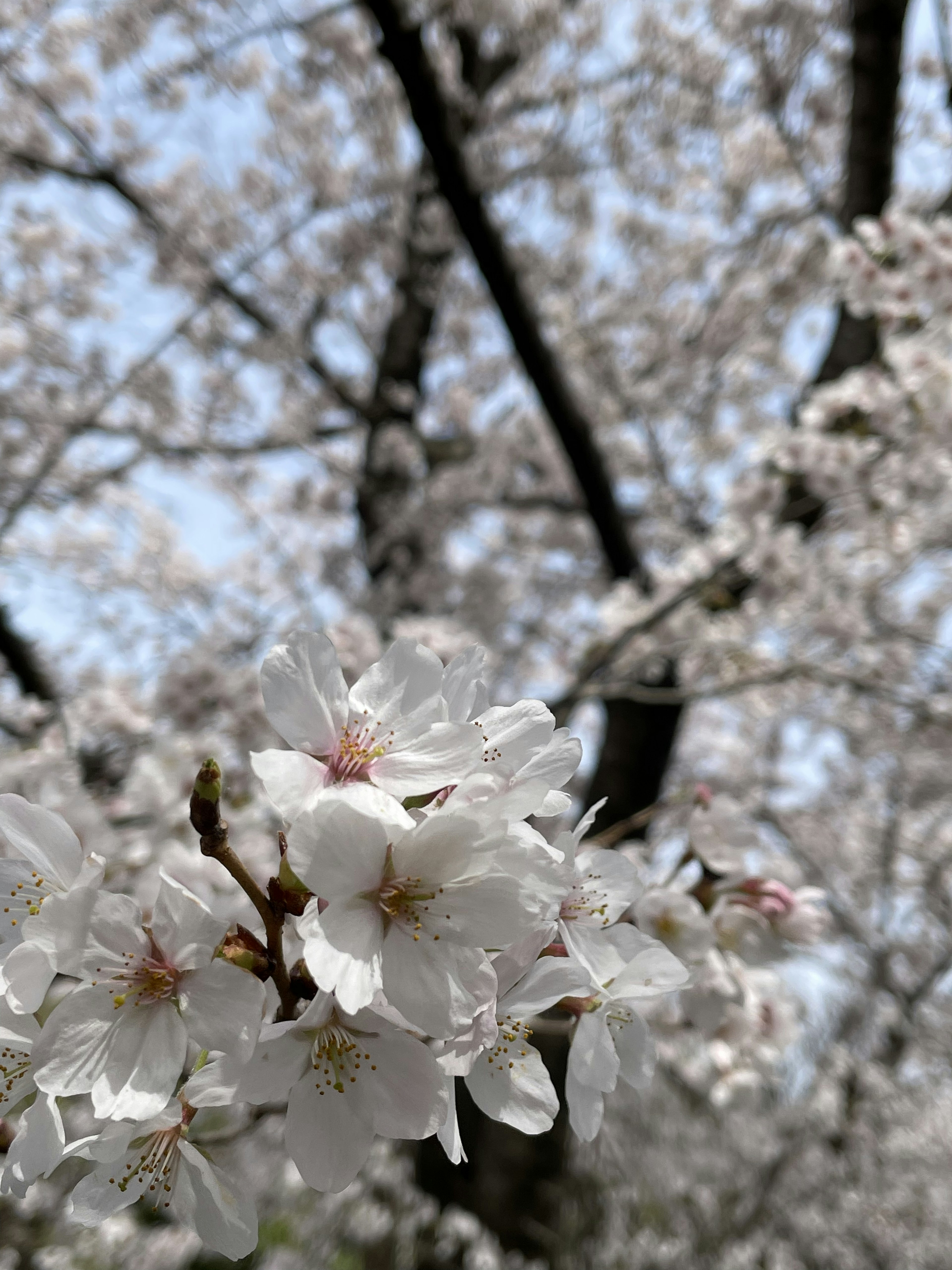 桜の花が咲いている風景 背景には白い花がたくさんある