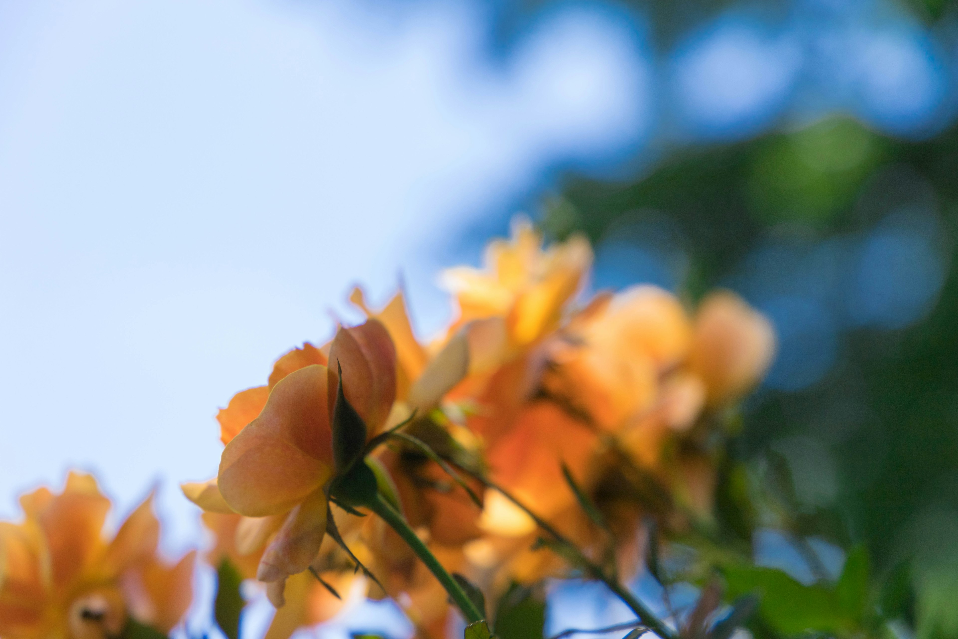 Orange roses in bloom against a blue sky