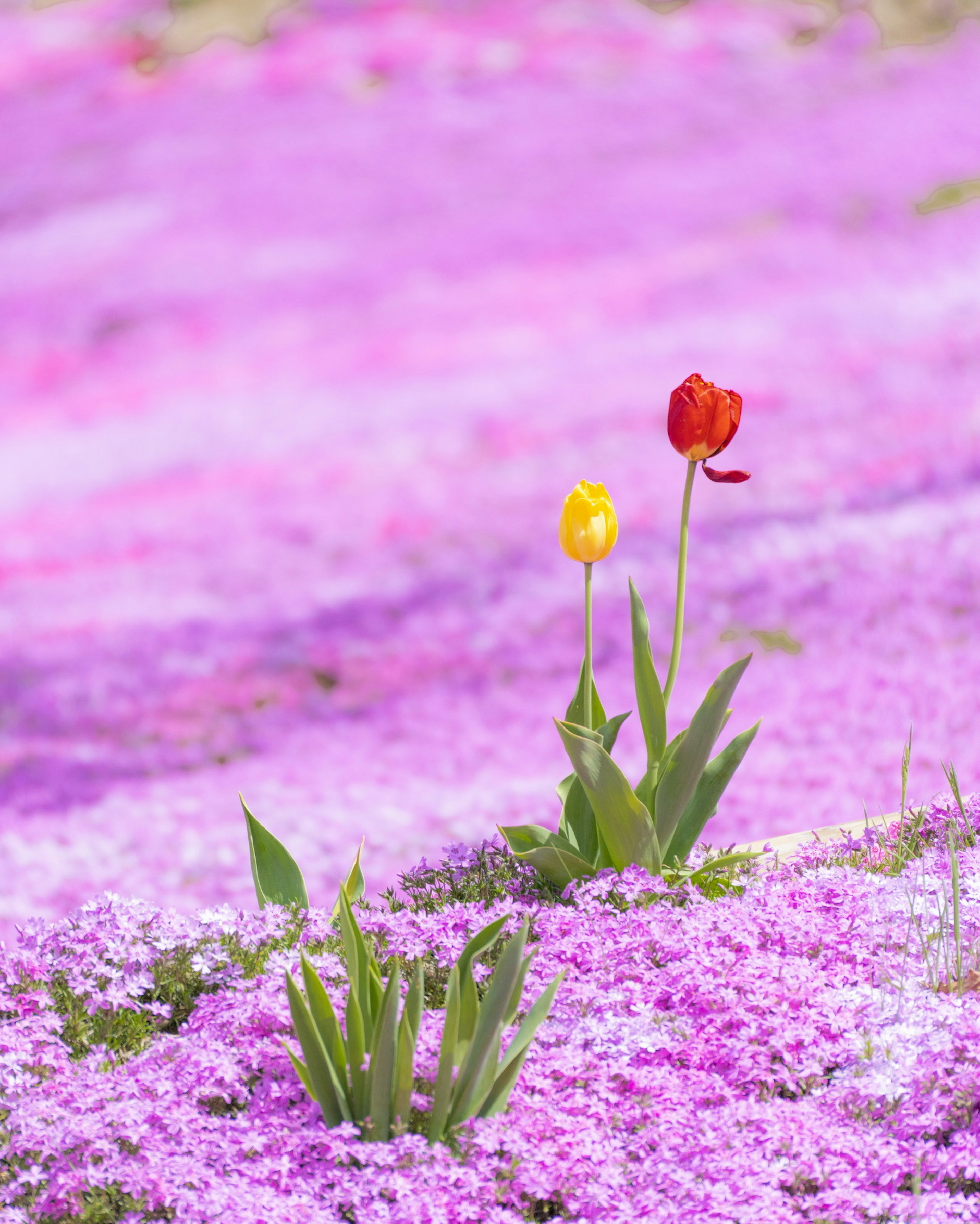 Rote Tulpe und gelbe Tulpe umgeben von rosa Blumen