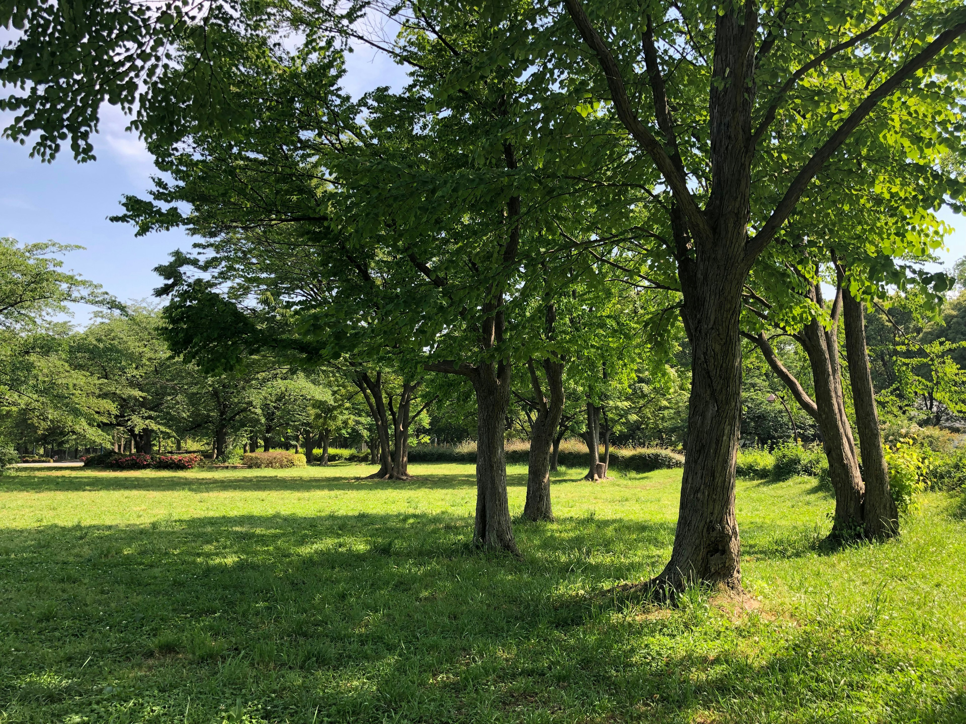 Paisaje de parque verde con árboles y cielo azul