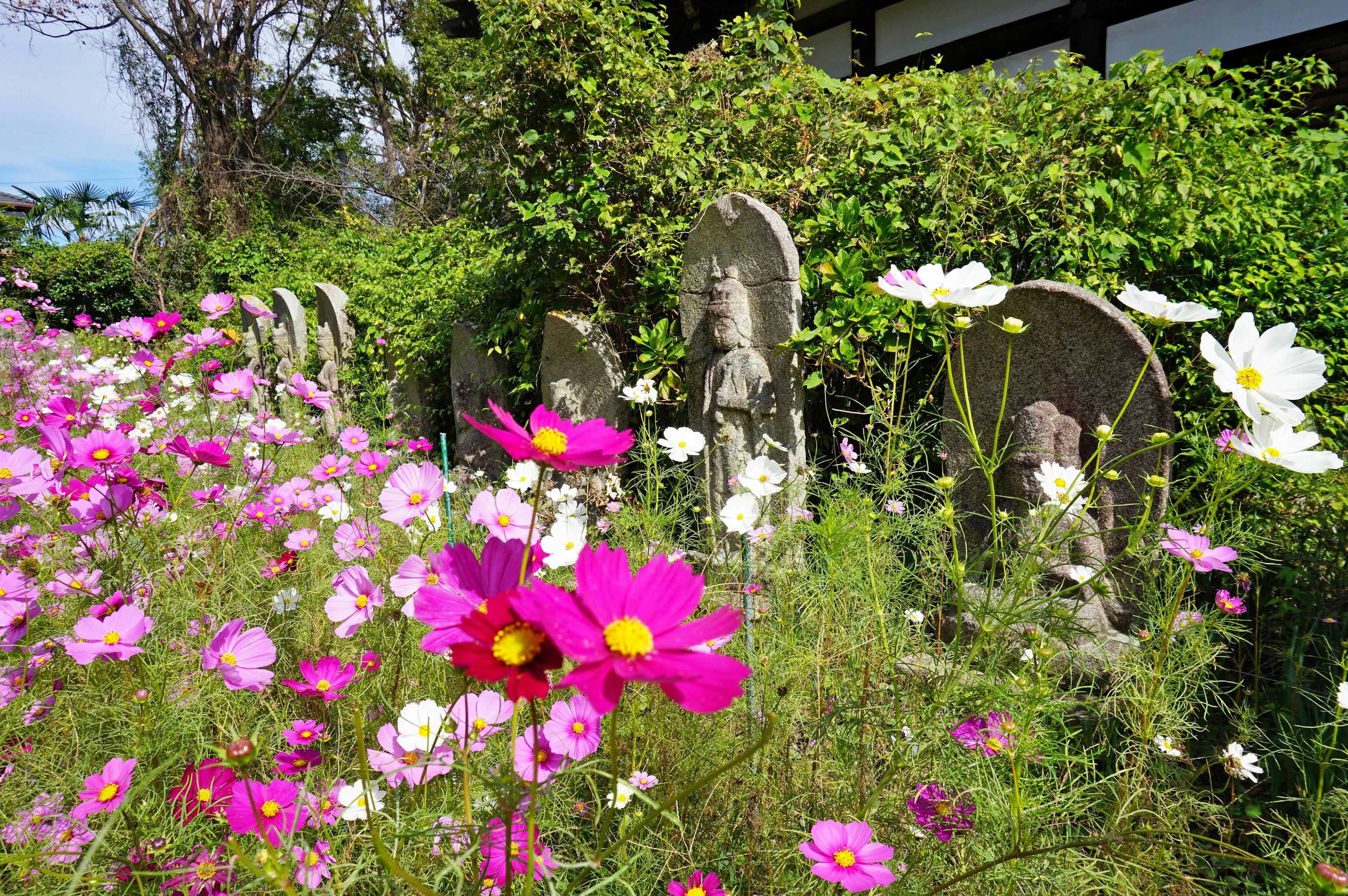 花で覆われた墓地の風景 色とりどりのコスモスが咲き誇る