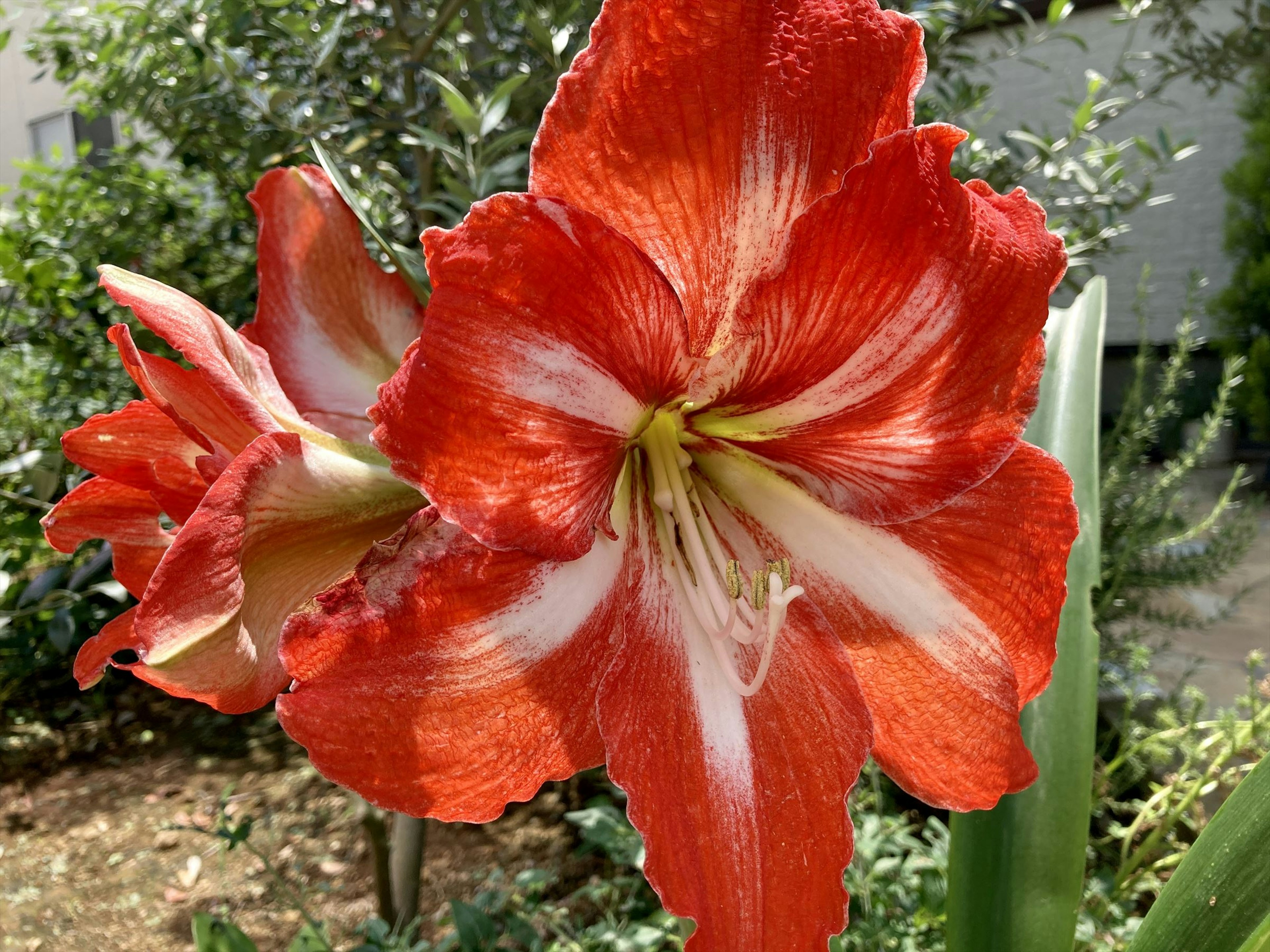 鮮やかな赤いアマリリスの花が咲いている庭の風景