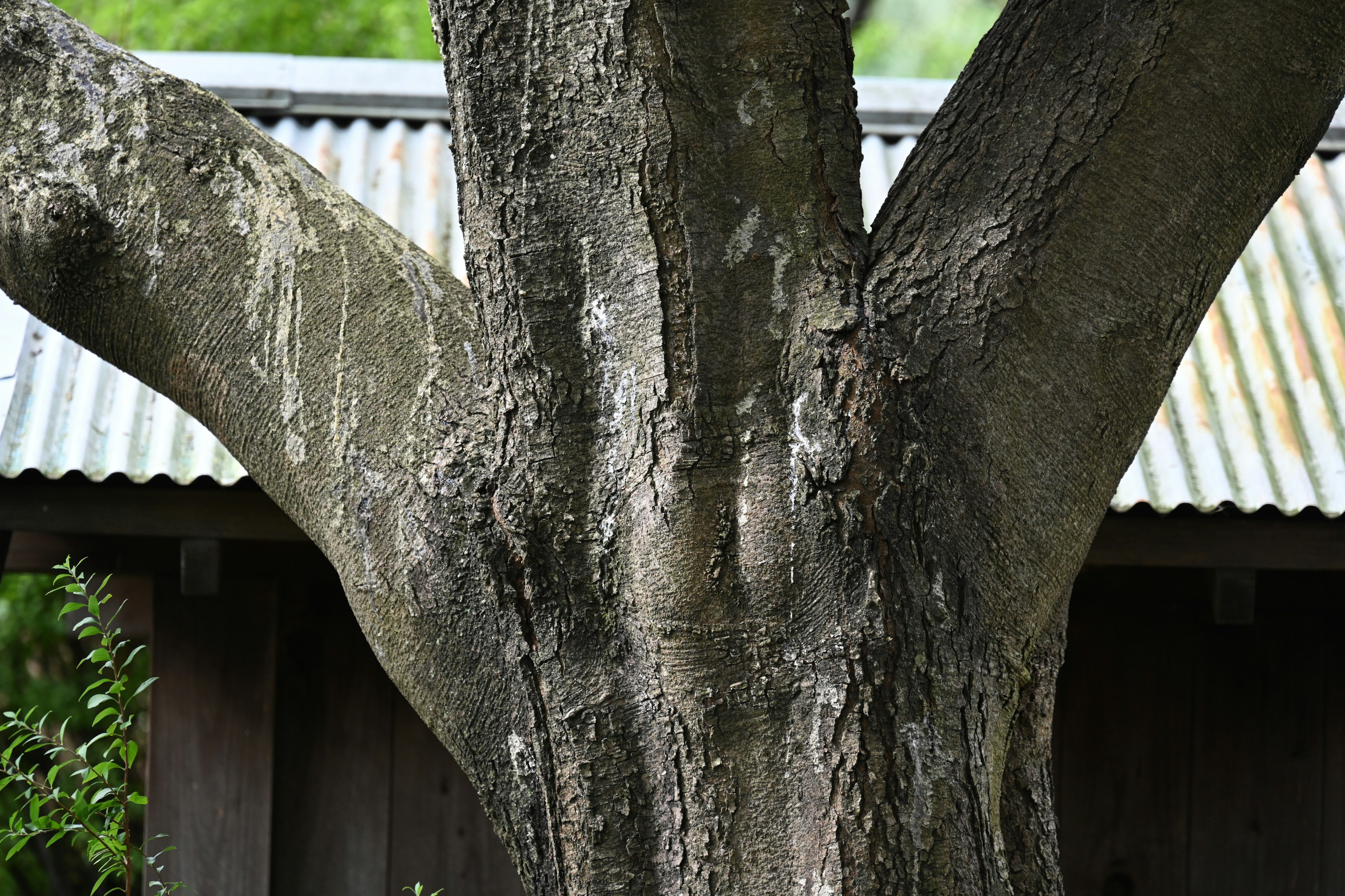 Tronco de árbol grueso con fondo frondoso