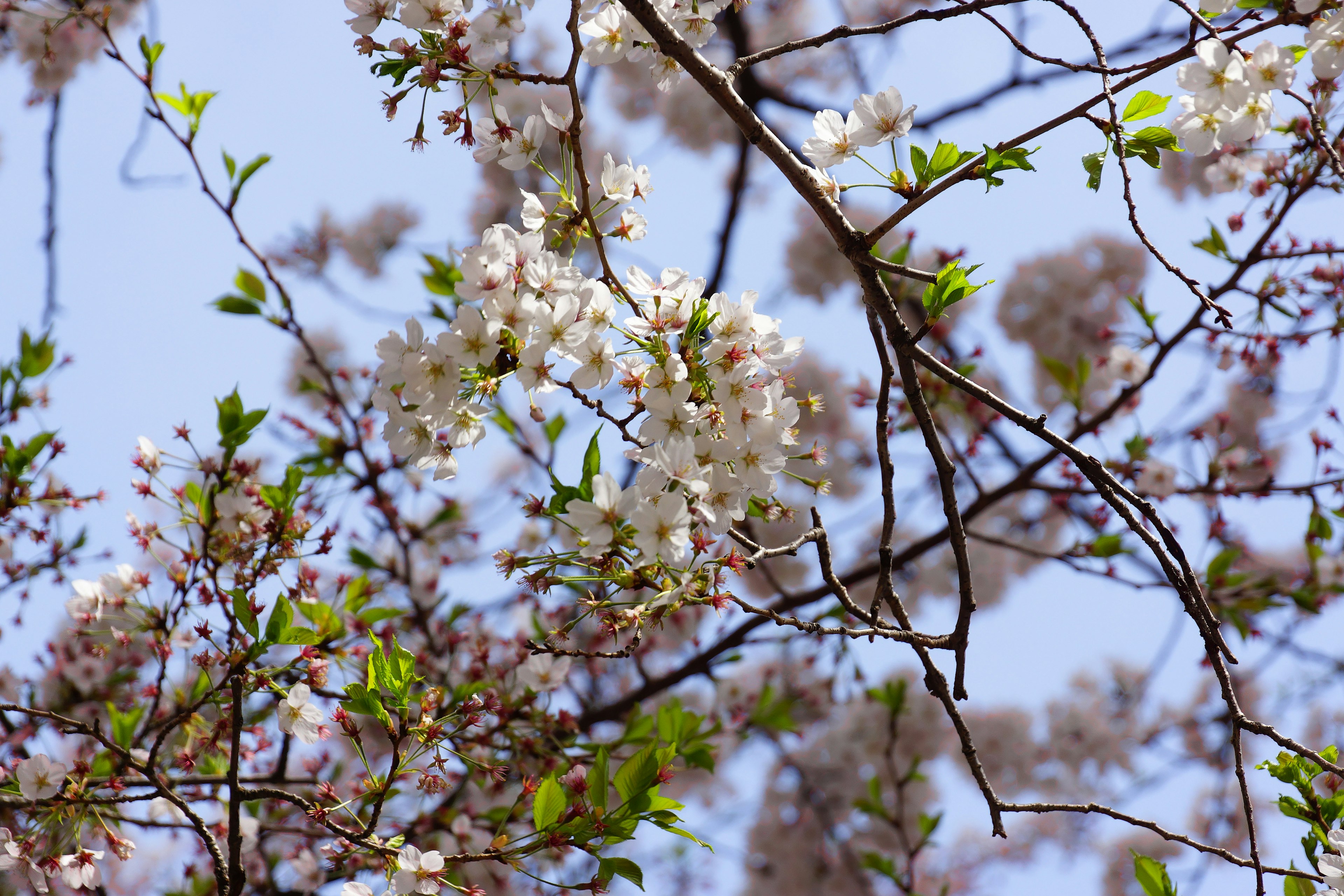 Gros plan de branches avec des fleurs roses et blanches contre un ciel bleu