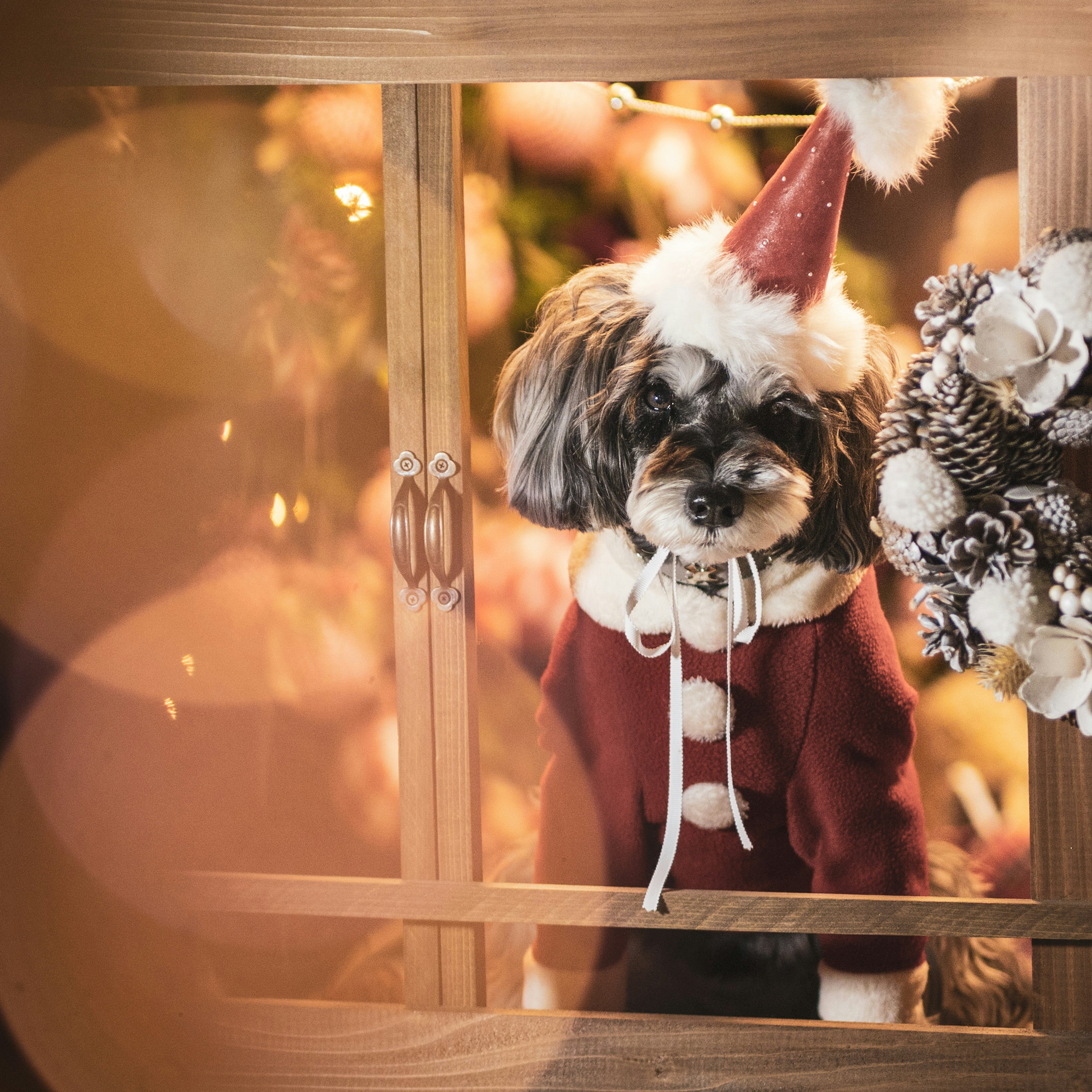 Cane che indossa un cappello di Babbo Natale guarda attraverso una finestra