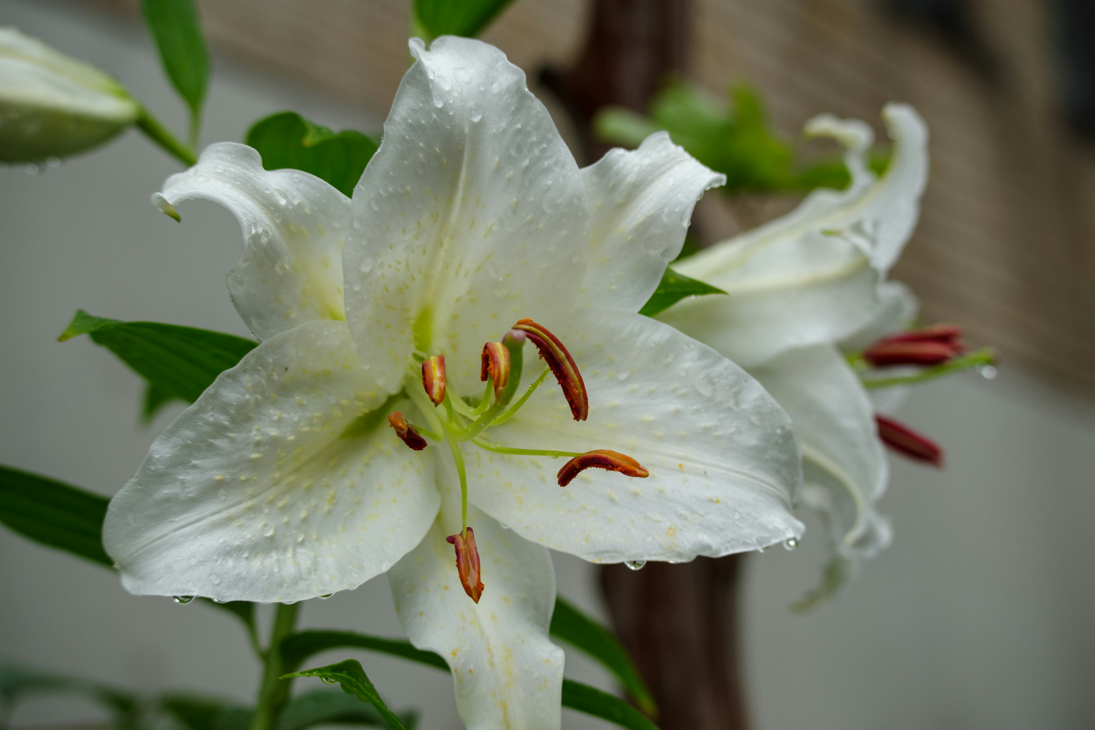 白いユリの花が緑の葉とともに咲いている