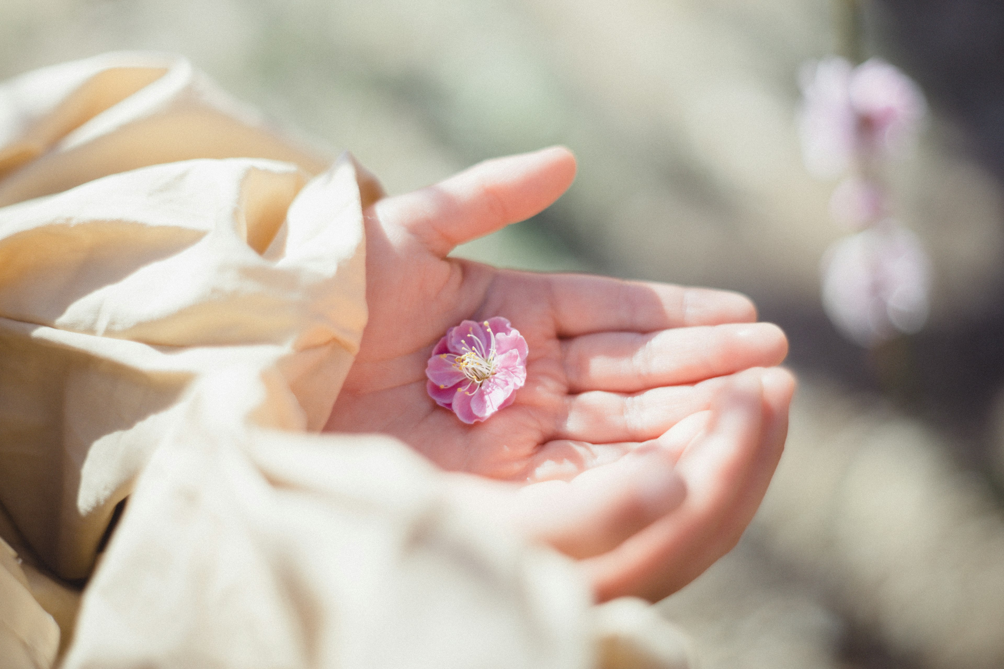 A hand holding a delicate pink flower