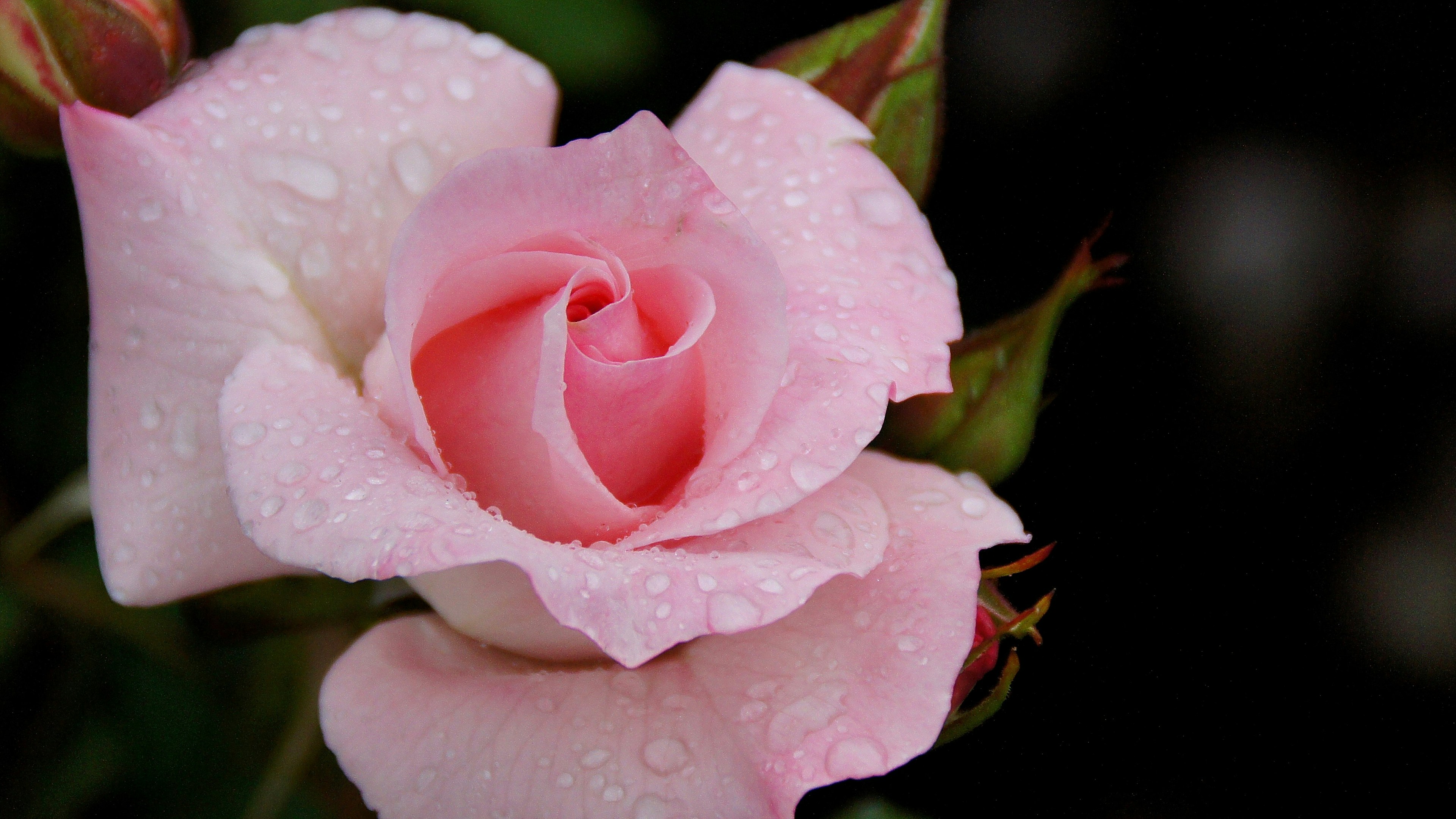 A soft pink rose with water droplets on its petals