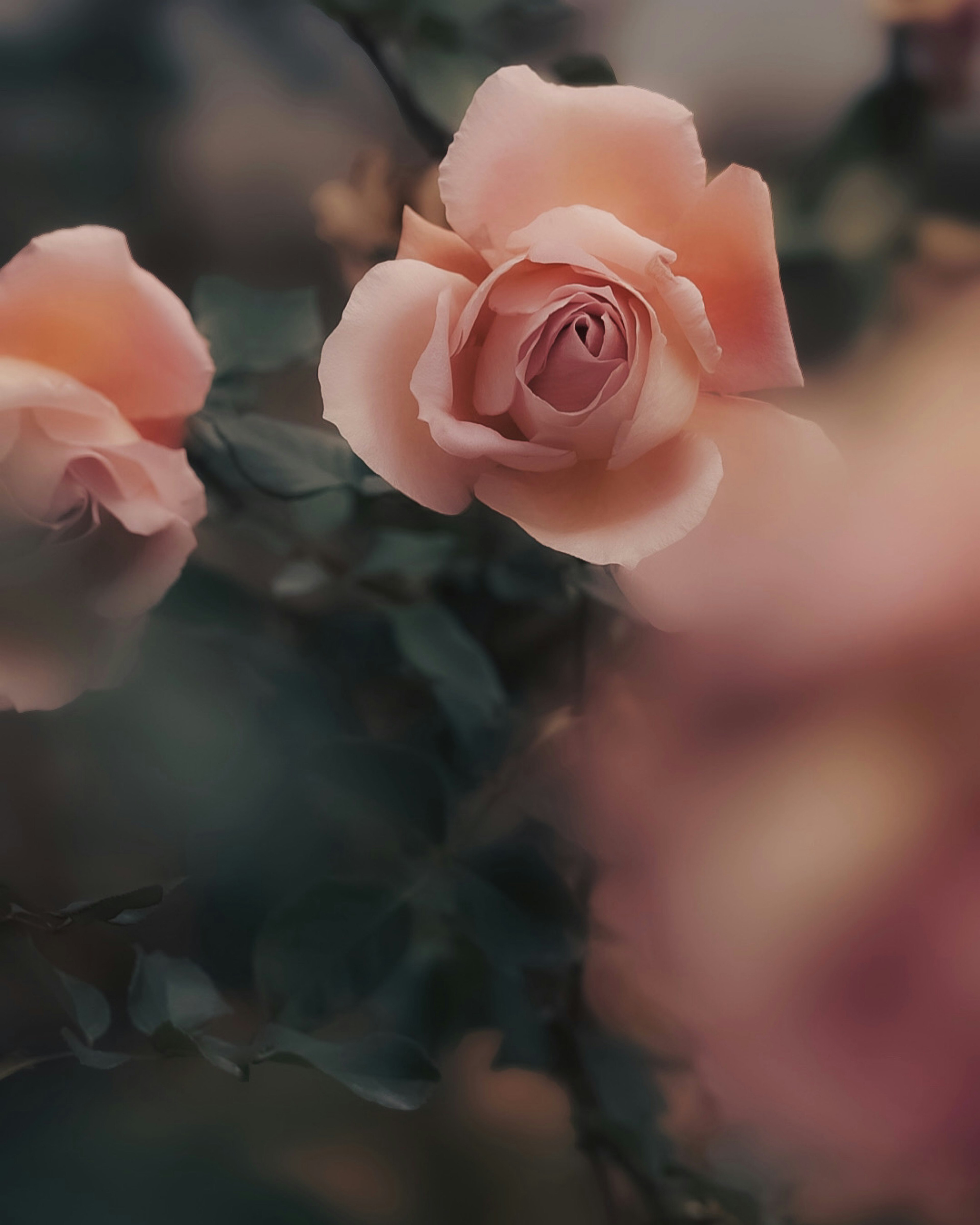 Immagine elegante di rose rosa pallido in fiore