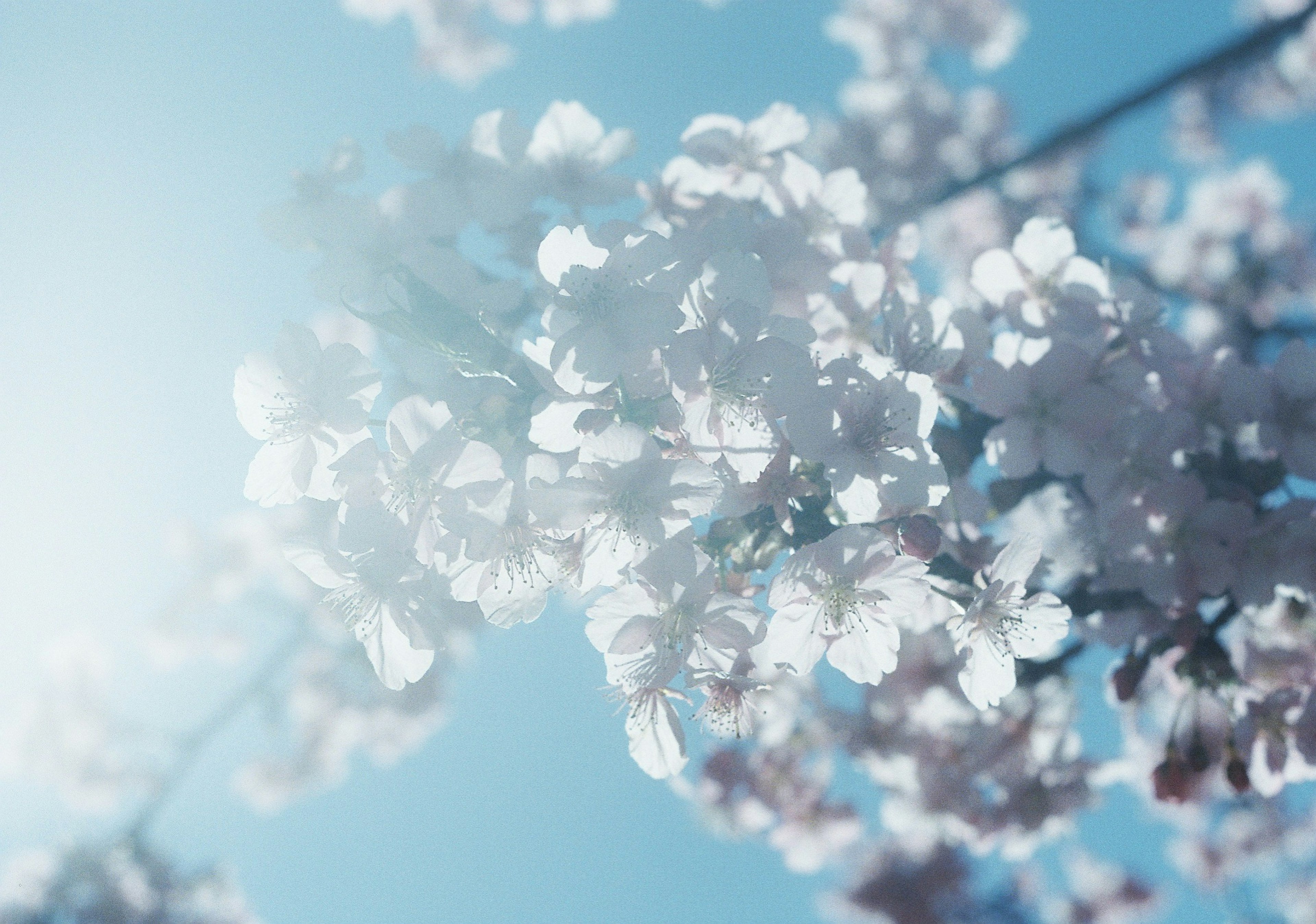 青空の下に咲く桜の花が柔らかな光に包まれている