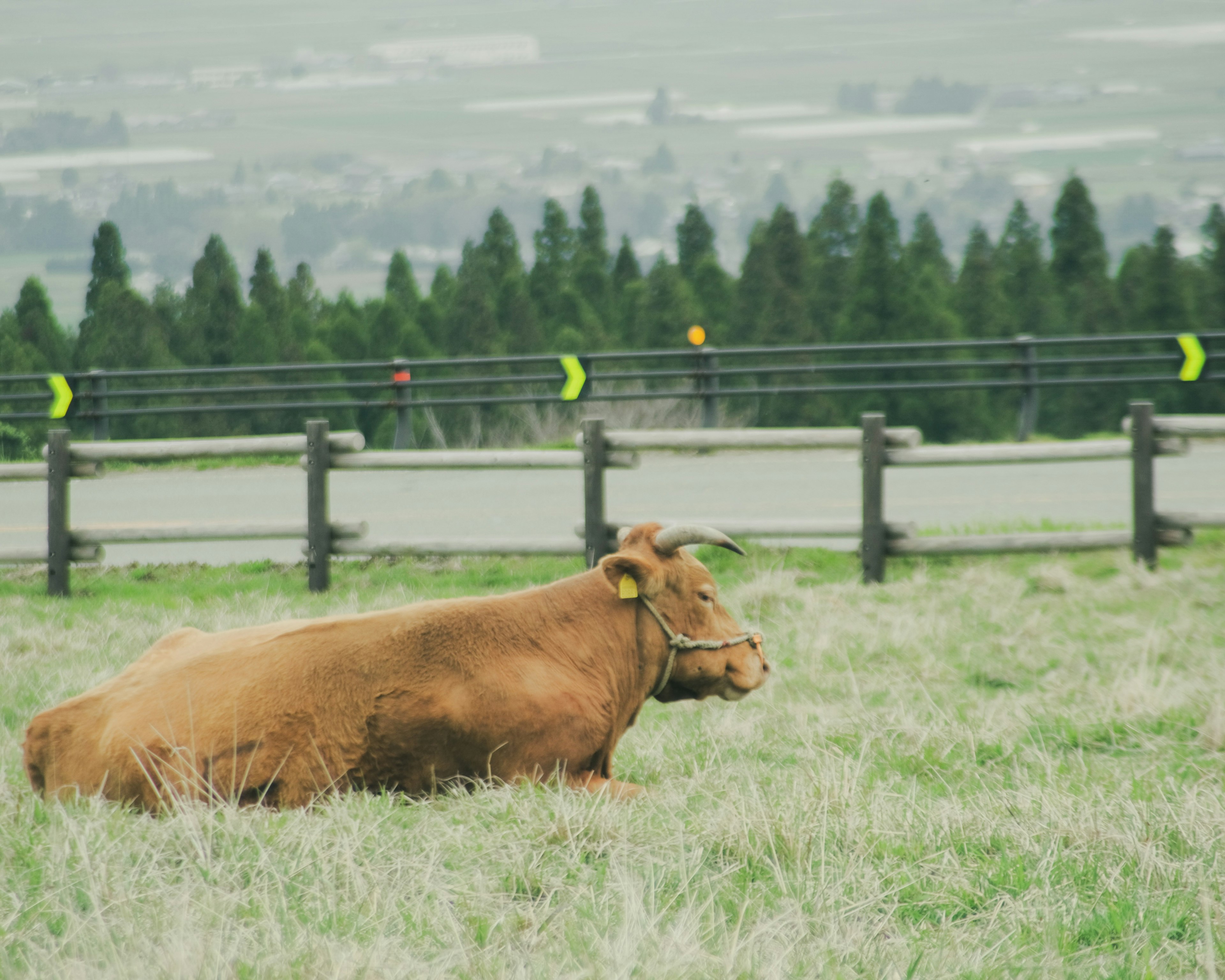 Braune Kuh liegt auf einer grasbewachsenen Fläche mit Bäumen im Hintergrund