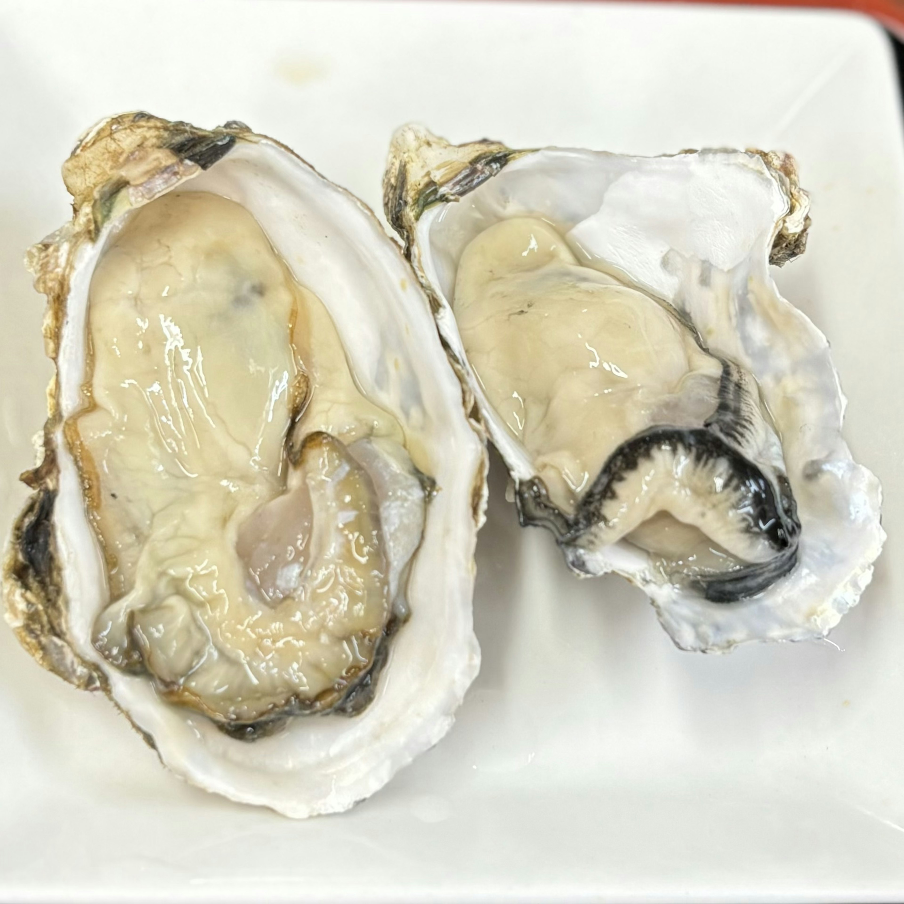 Oyster segar disajikan di atas piring putih