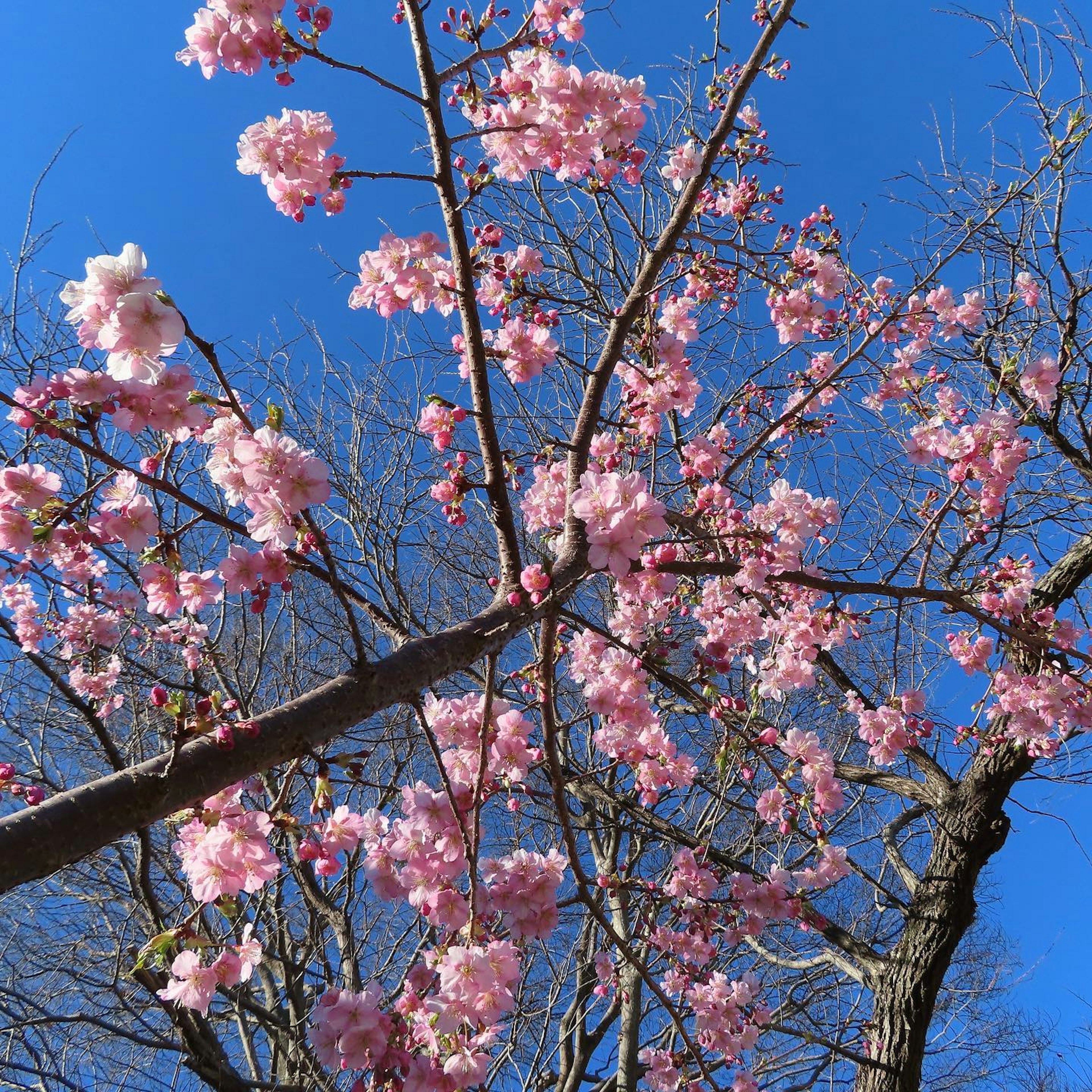 Bunga sakura mekar penuh di bawah langit biru yang cerah