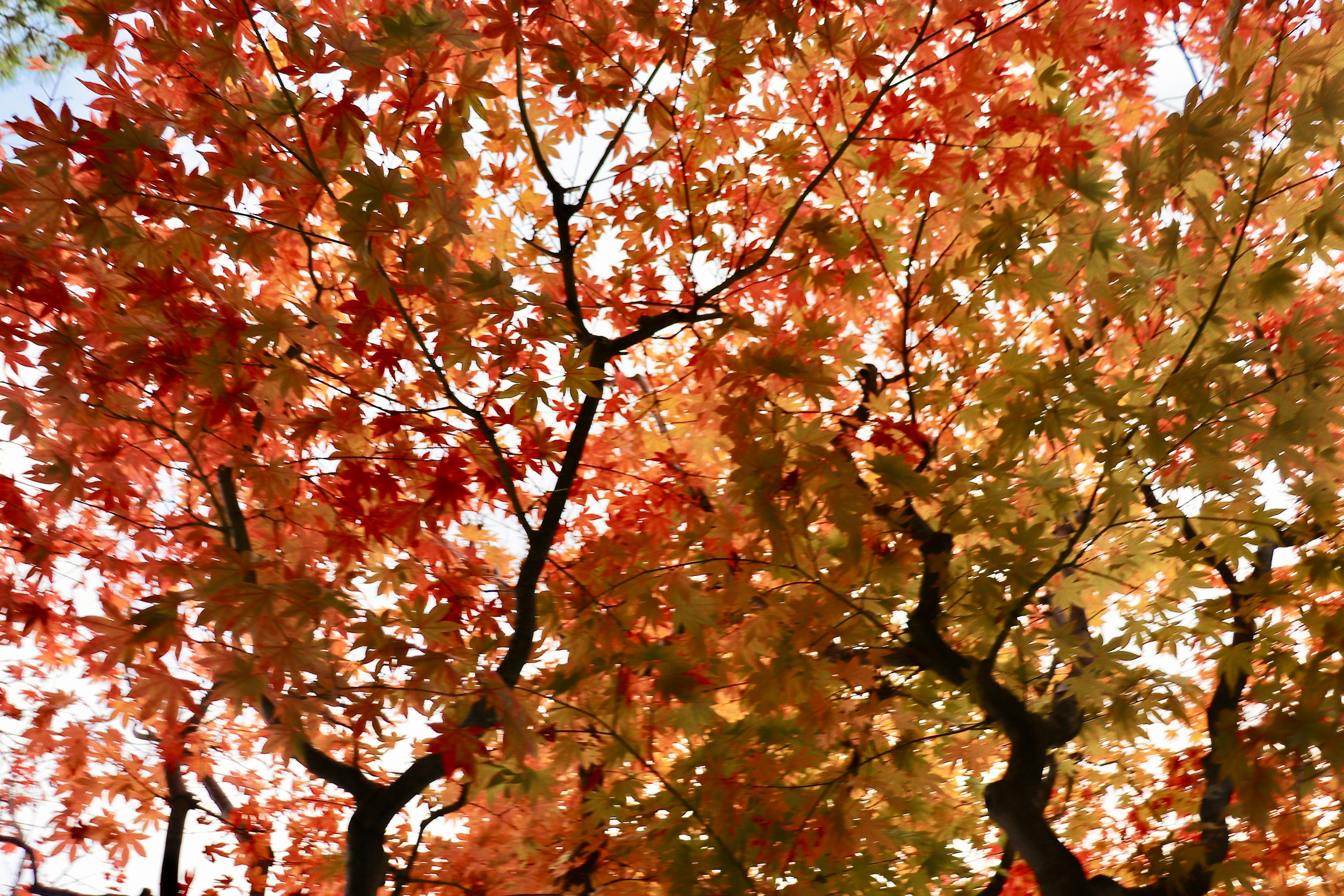 Vibrant autumn leaves in shades of red and orange on a tree