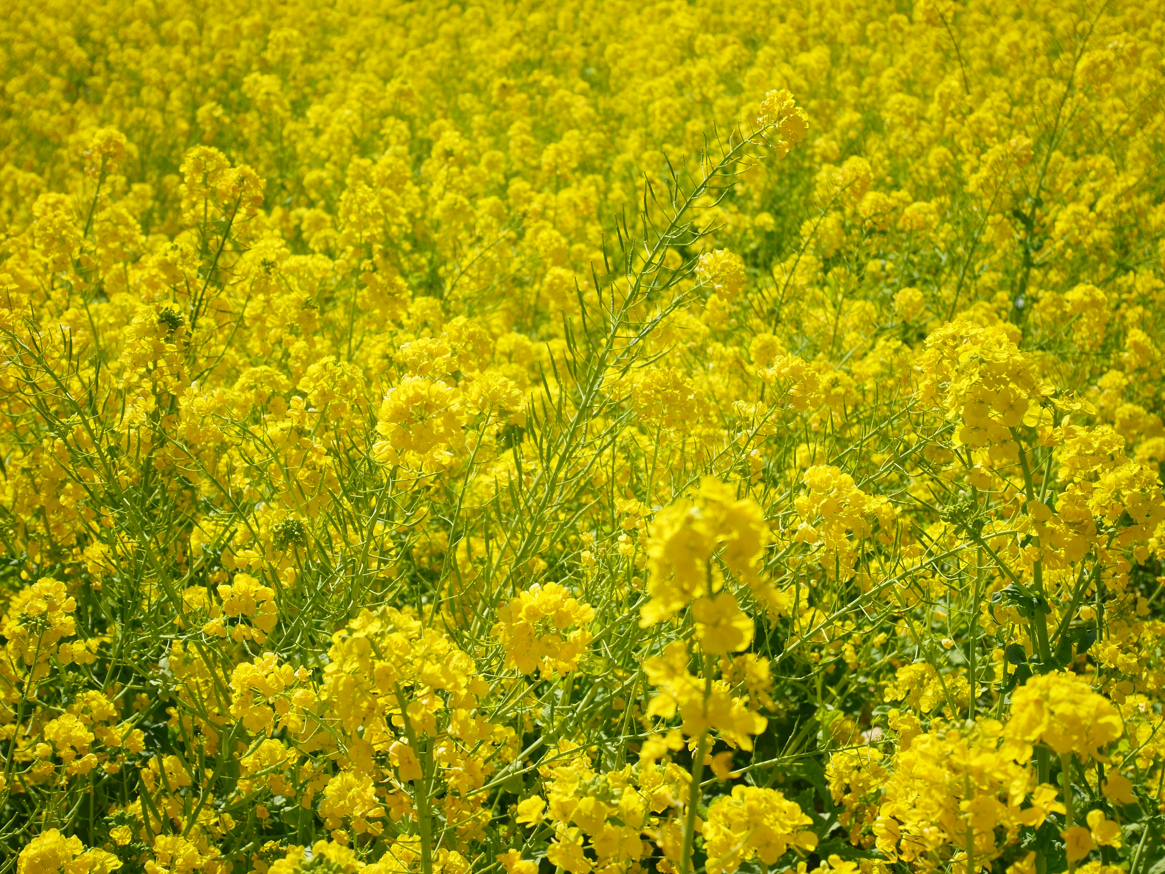 Vasto campo di fiori di colza gialli in piena fioritura