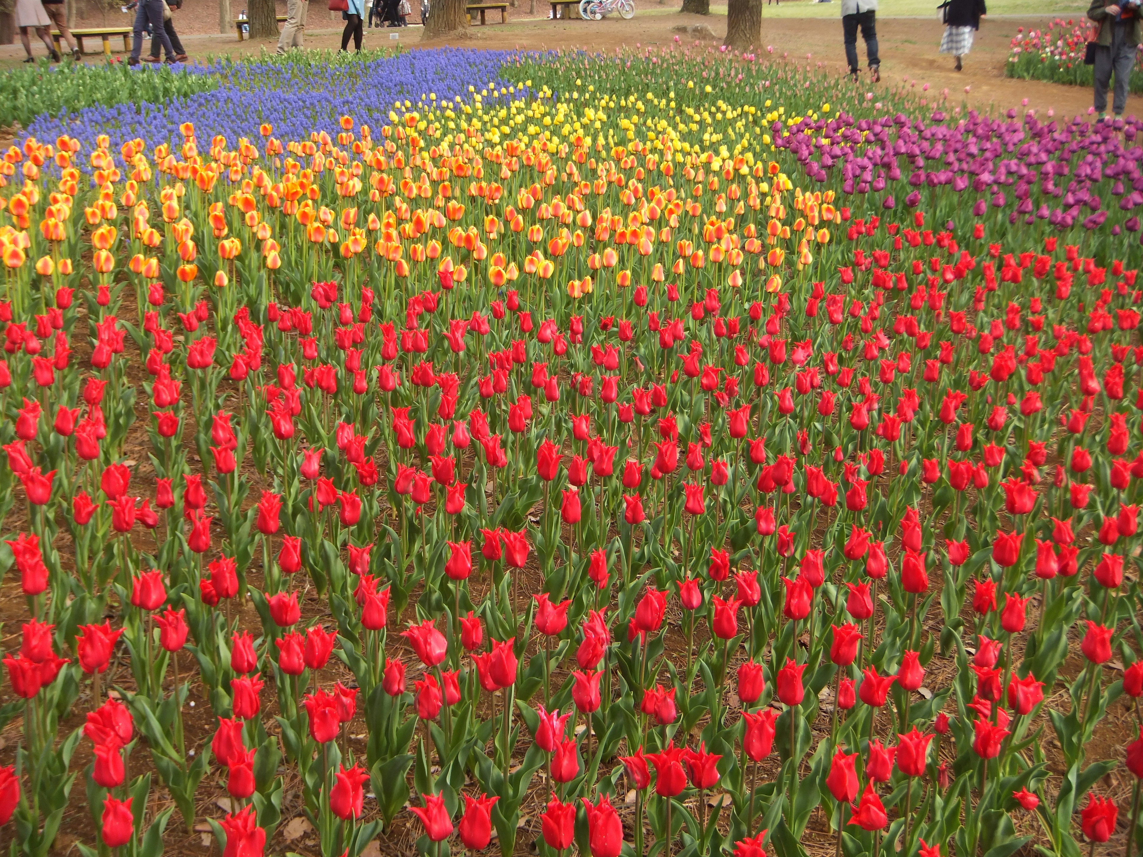 A vibrant flower field filled with colorful tulips in red, yellow, and purple