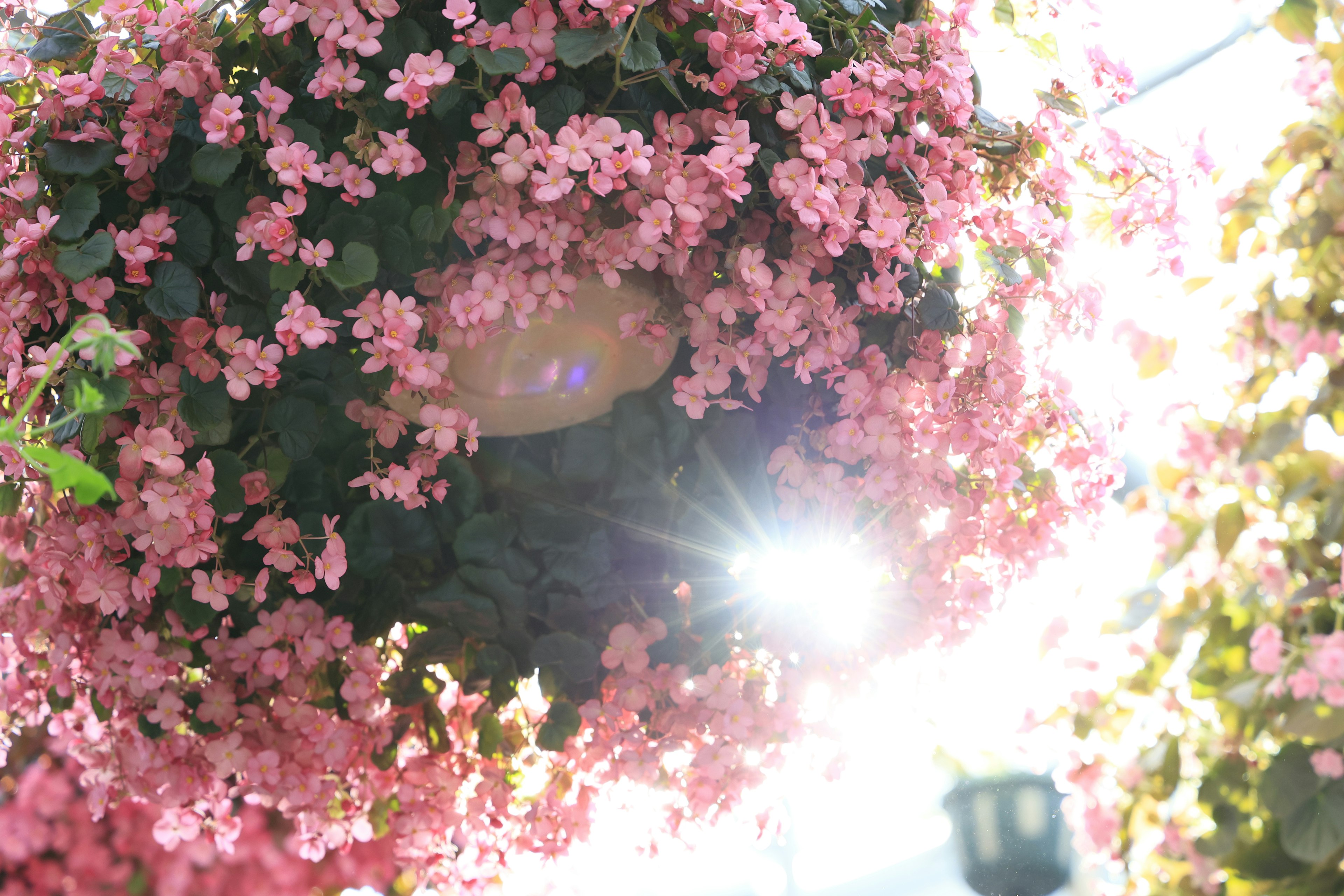 Vaso appeso pieno di fiori rosa illuminato dalla luce del sole