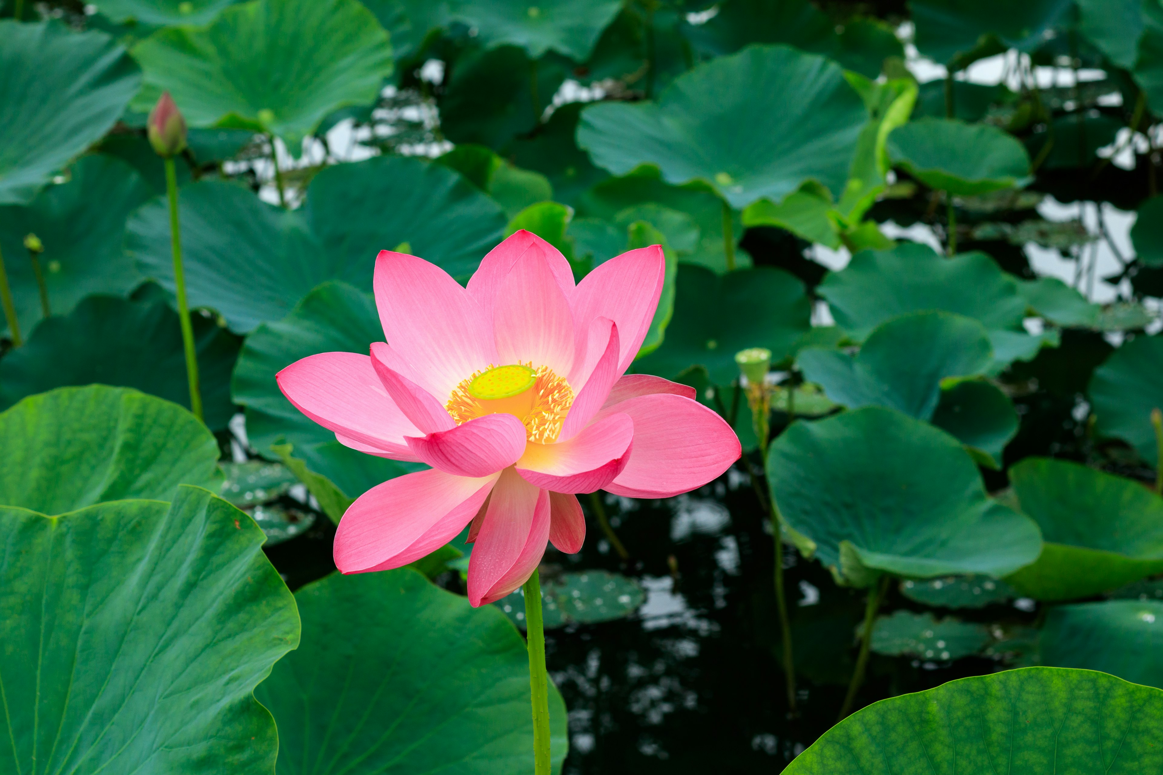 Beautiful pink lotus flower surrounded by green leaves on water surface