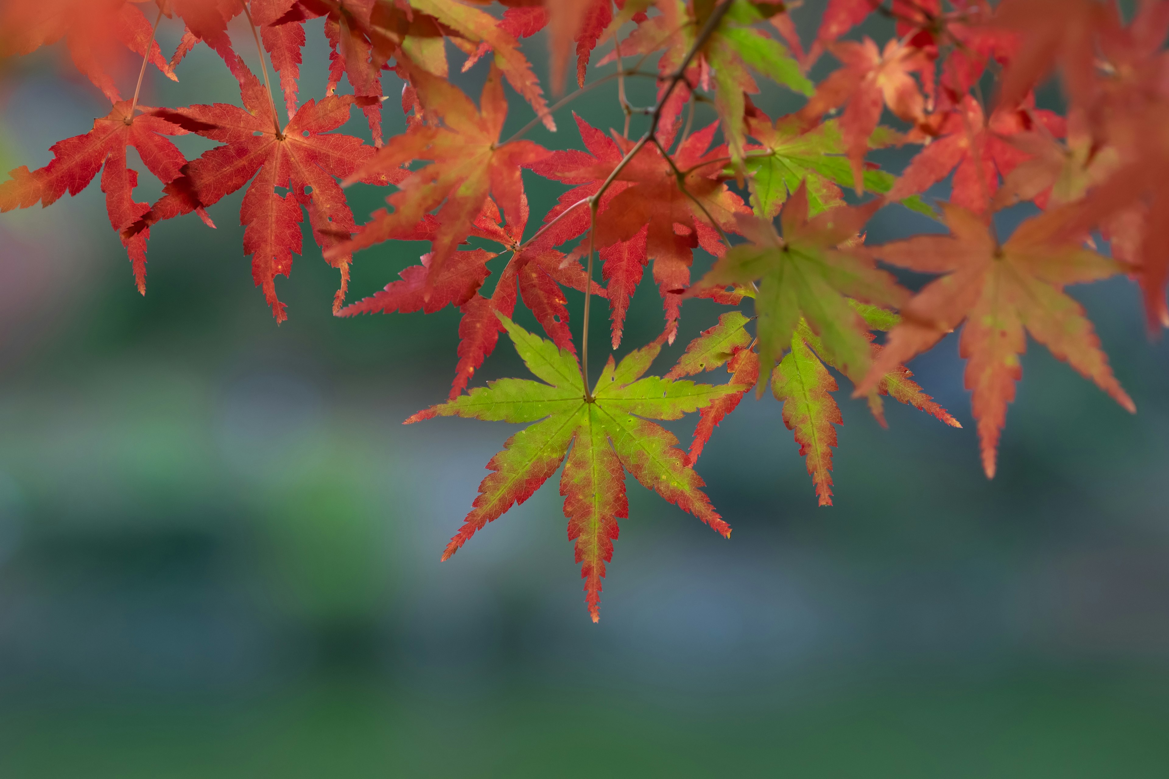 Feuilles d'érable d'automne colorées contrastant avec un fond vert