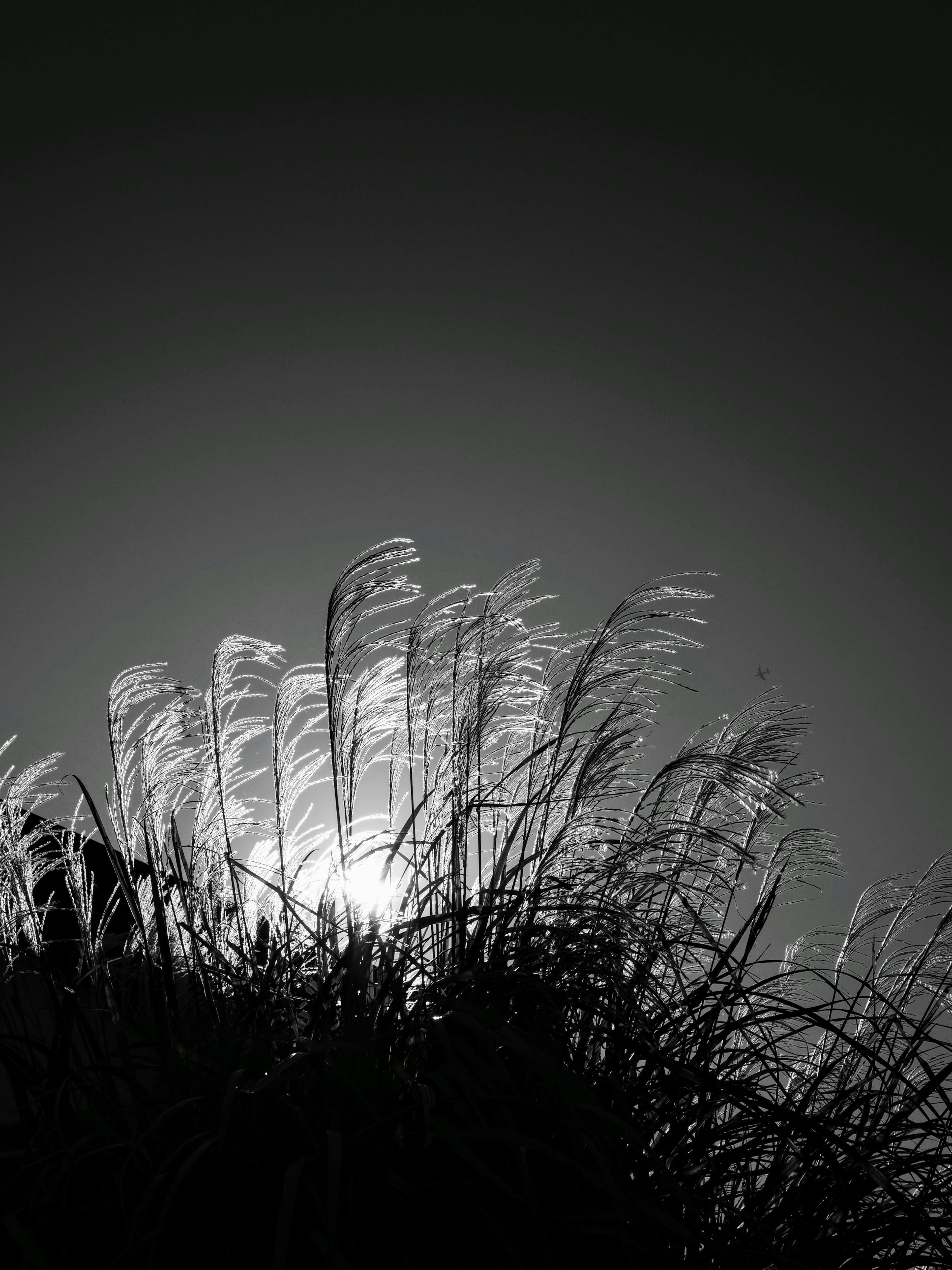 Silhouette of swaying grass against backlight