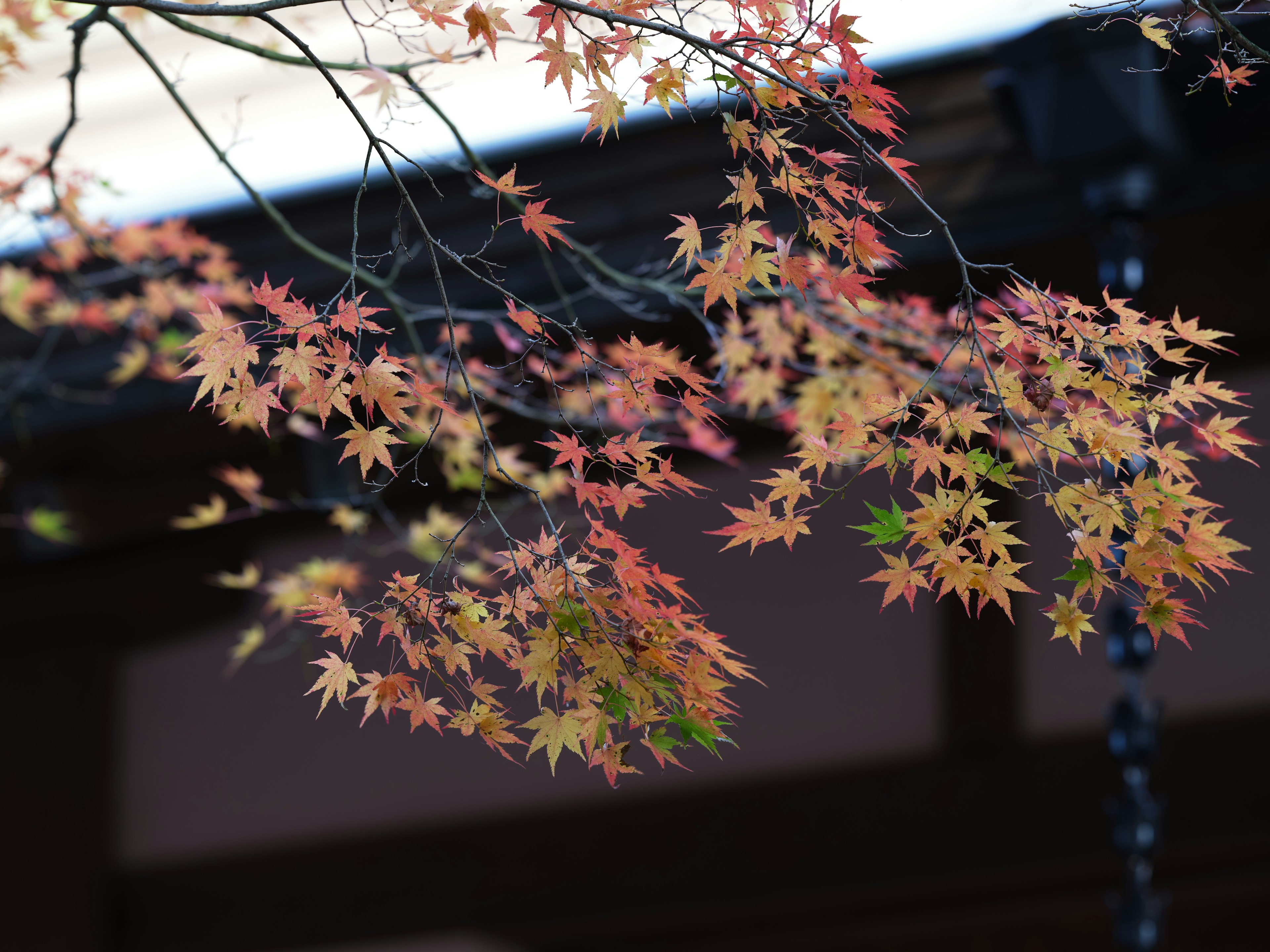 Nahaufnahme von Ästen mit roten und orangefarbenen Herbstblättern