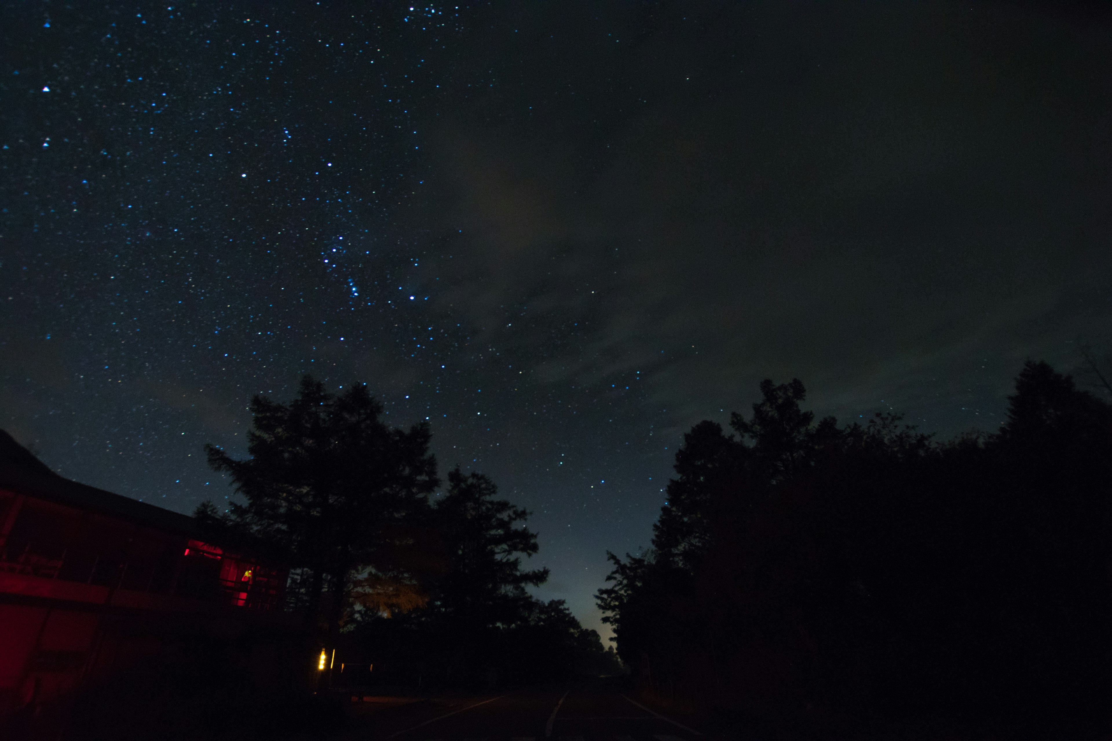 夜空に広がる星々と樹木のシルエット