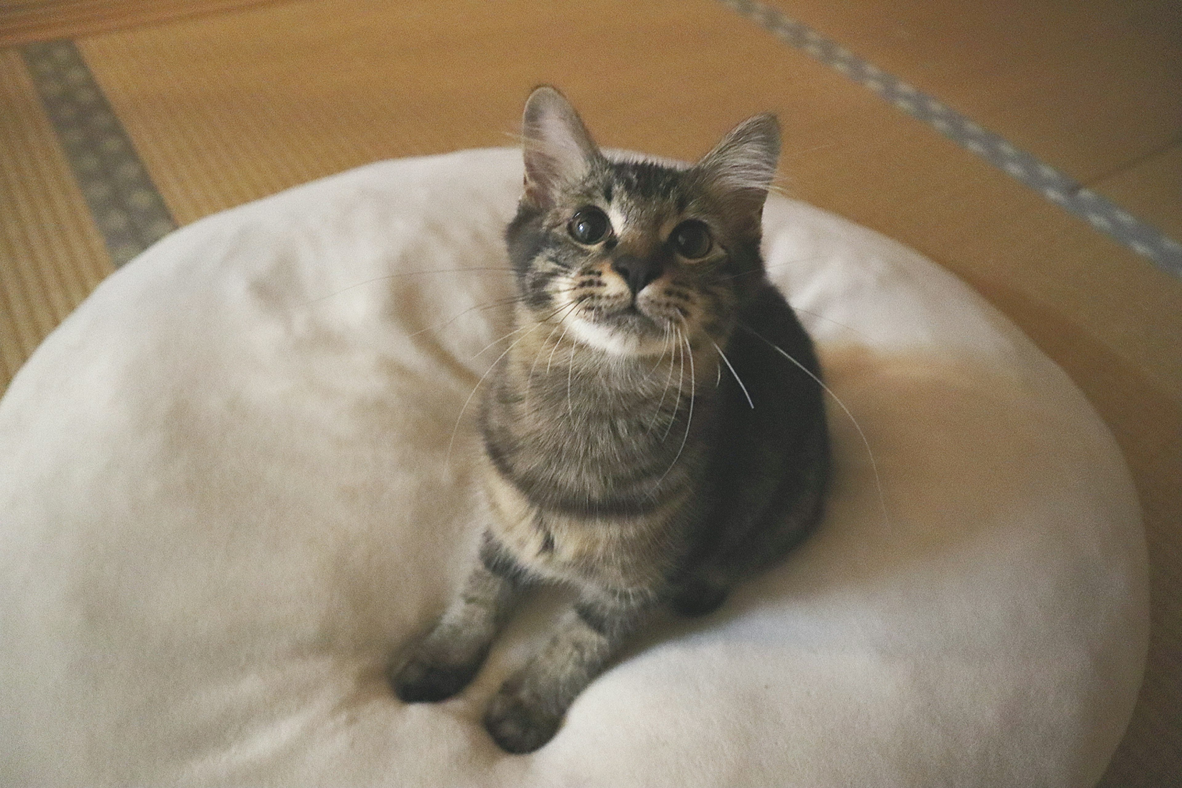 Un gatto seduto su un cuscino morbido che guarda in alto