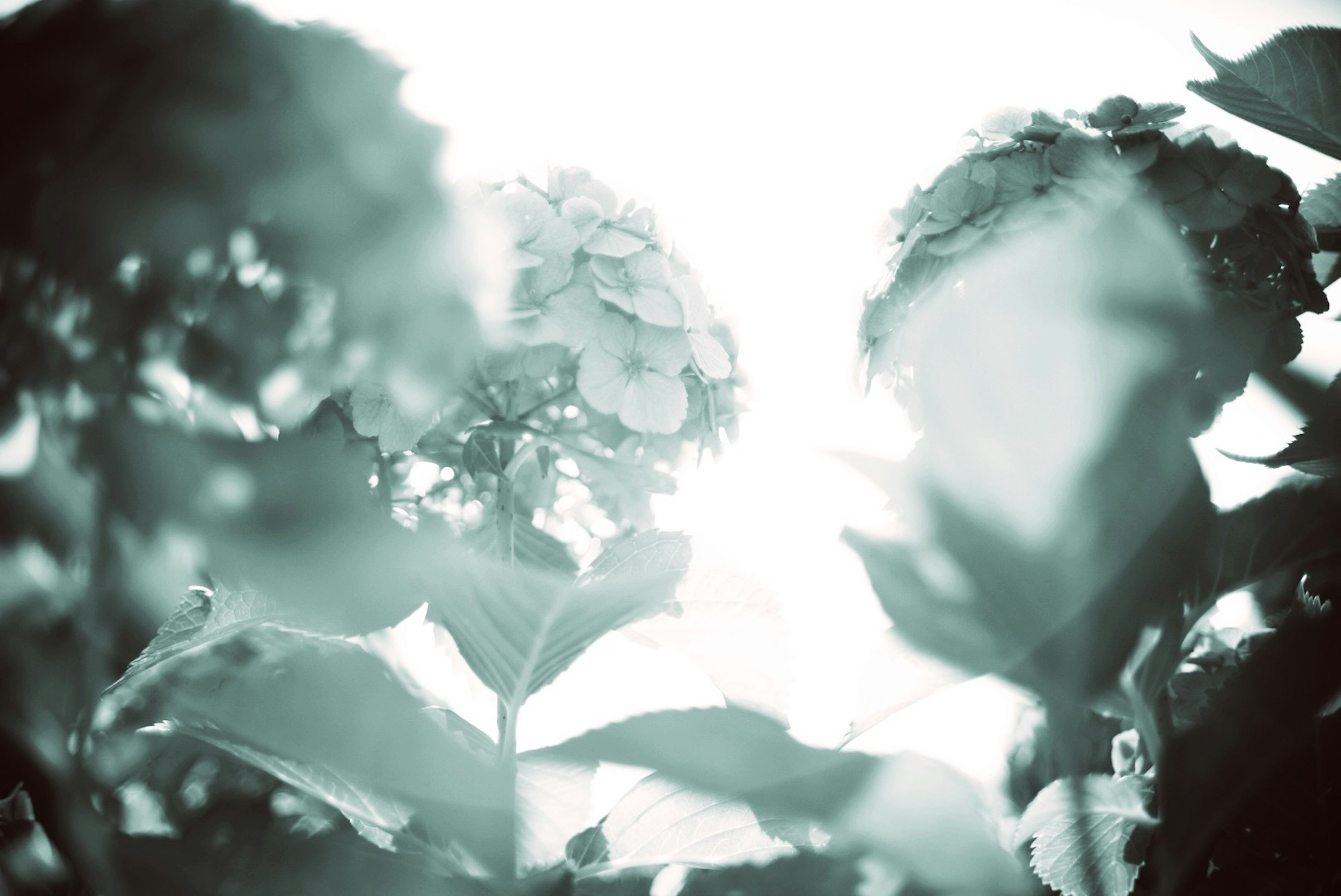 Un'immagine illuminata dolcemente con fiori e foglie di ortensia blu pallido su uno sfondo sfocato